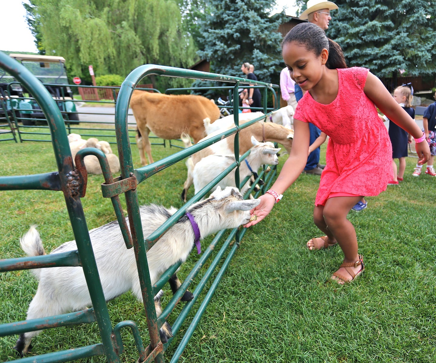 Girl in red dress feeding a goat and looking at other farm animals through a fence.