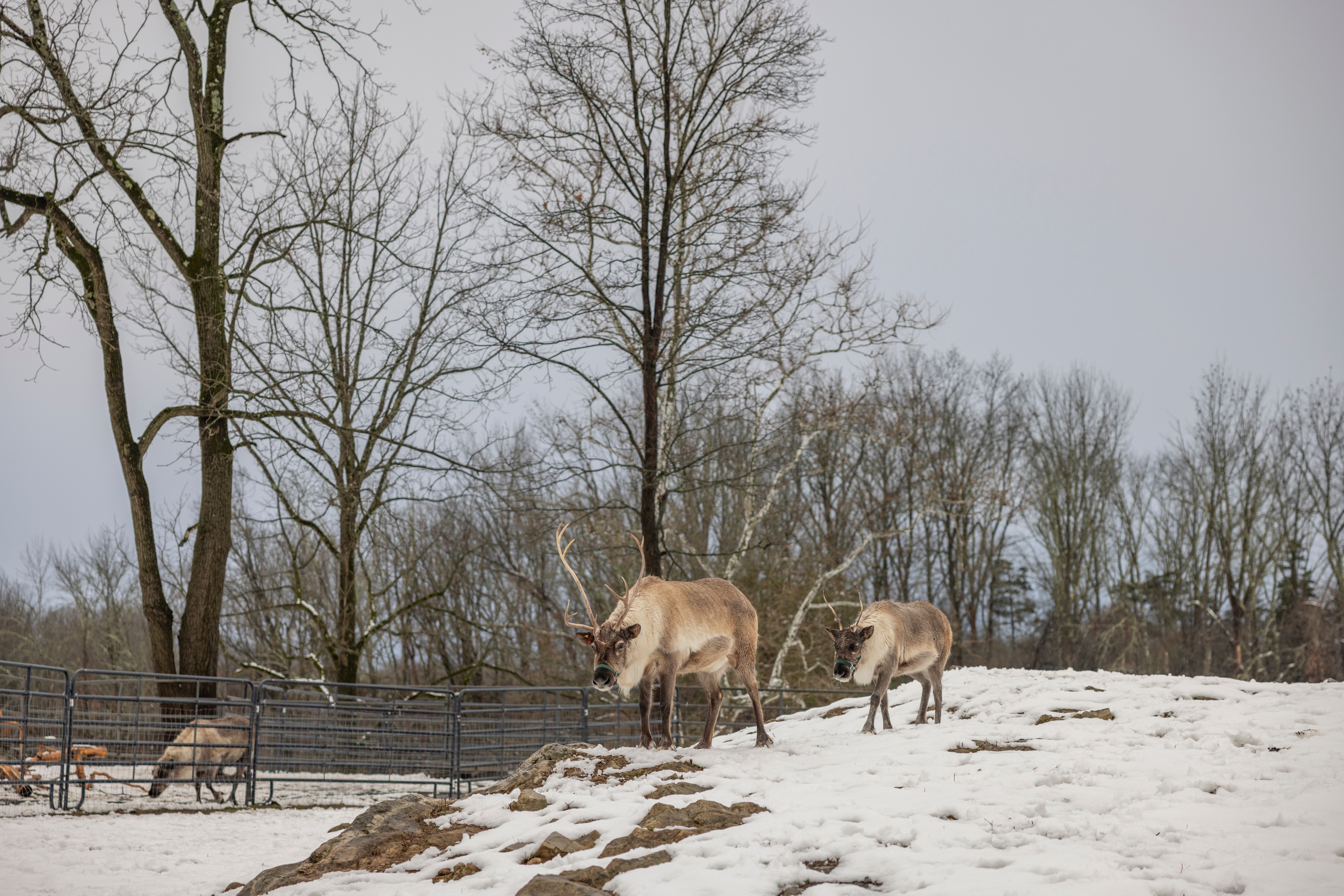 Reindeer standing in snowy field. 