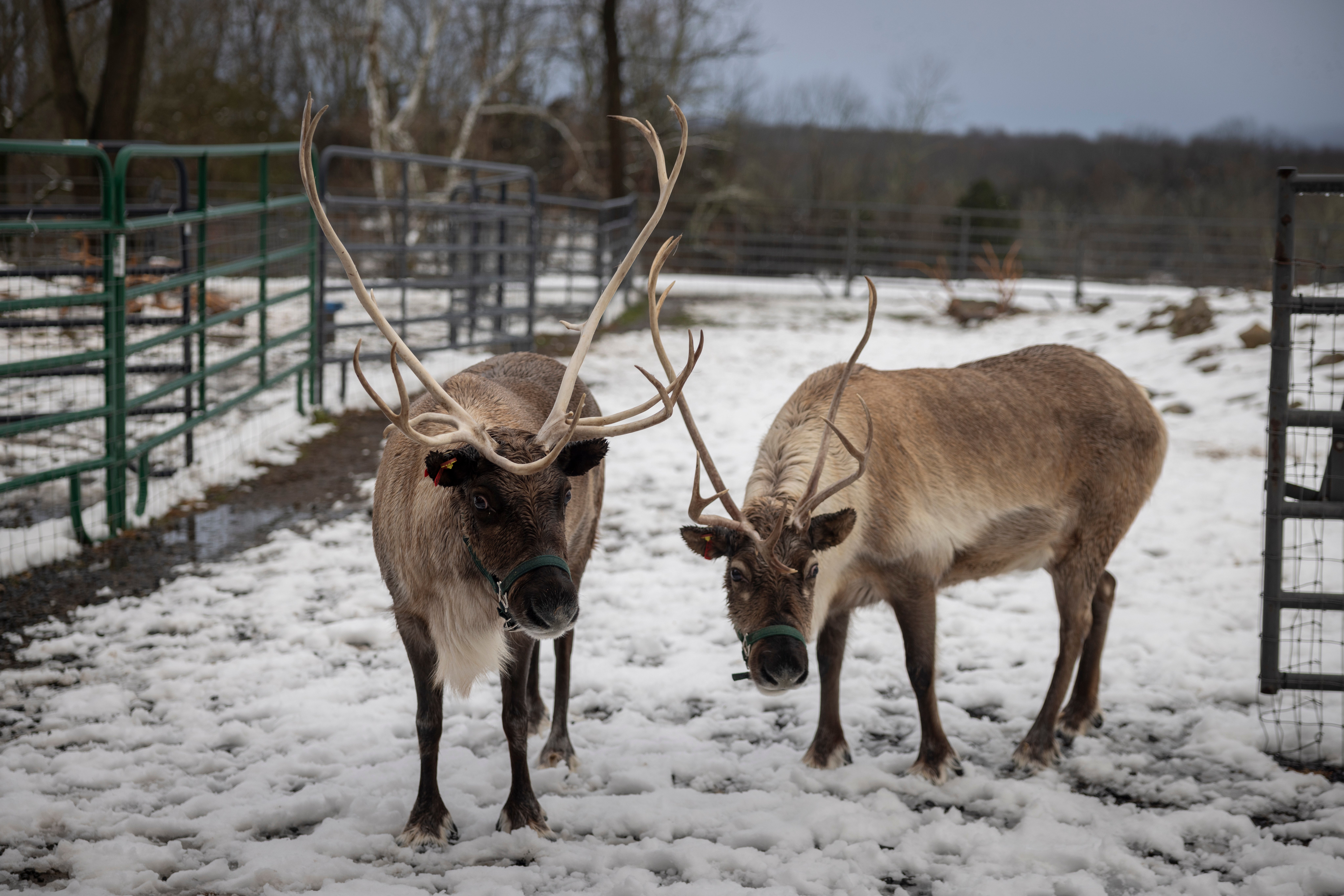 Reindeer standing in a snowy field. 