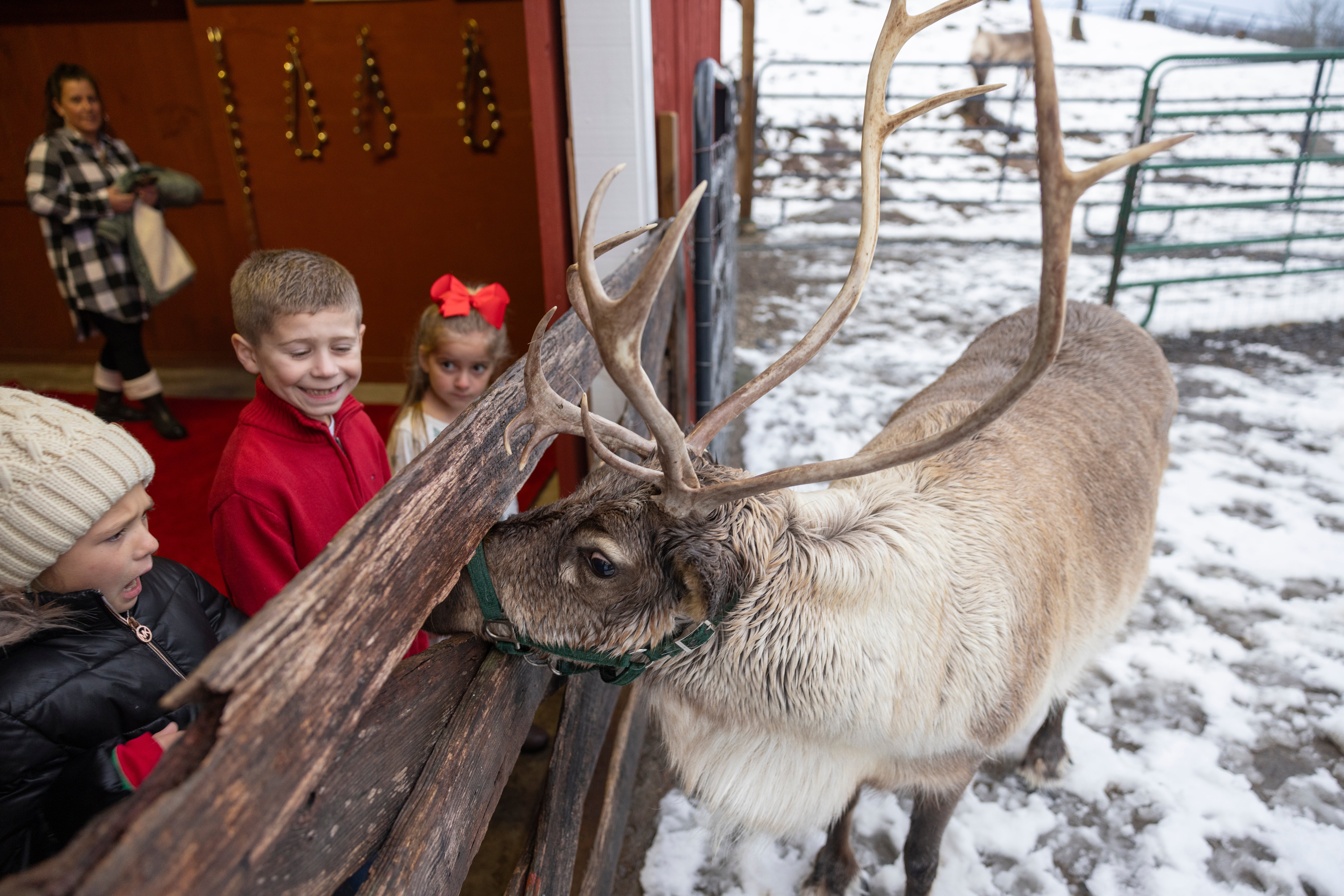 Children feeding reindeer through fence. 