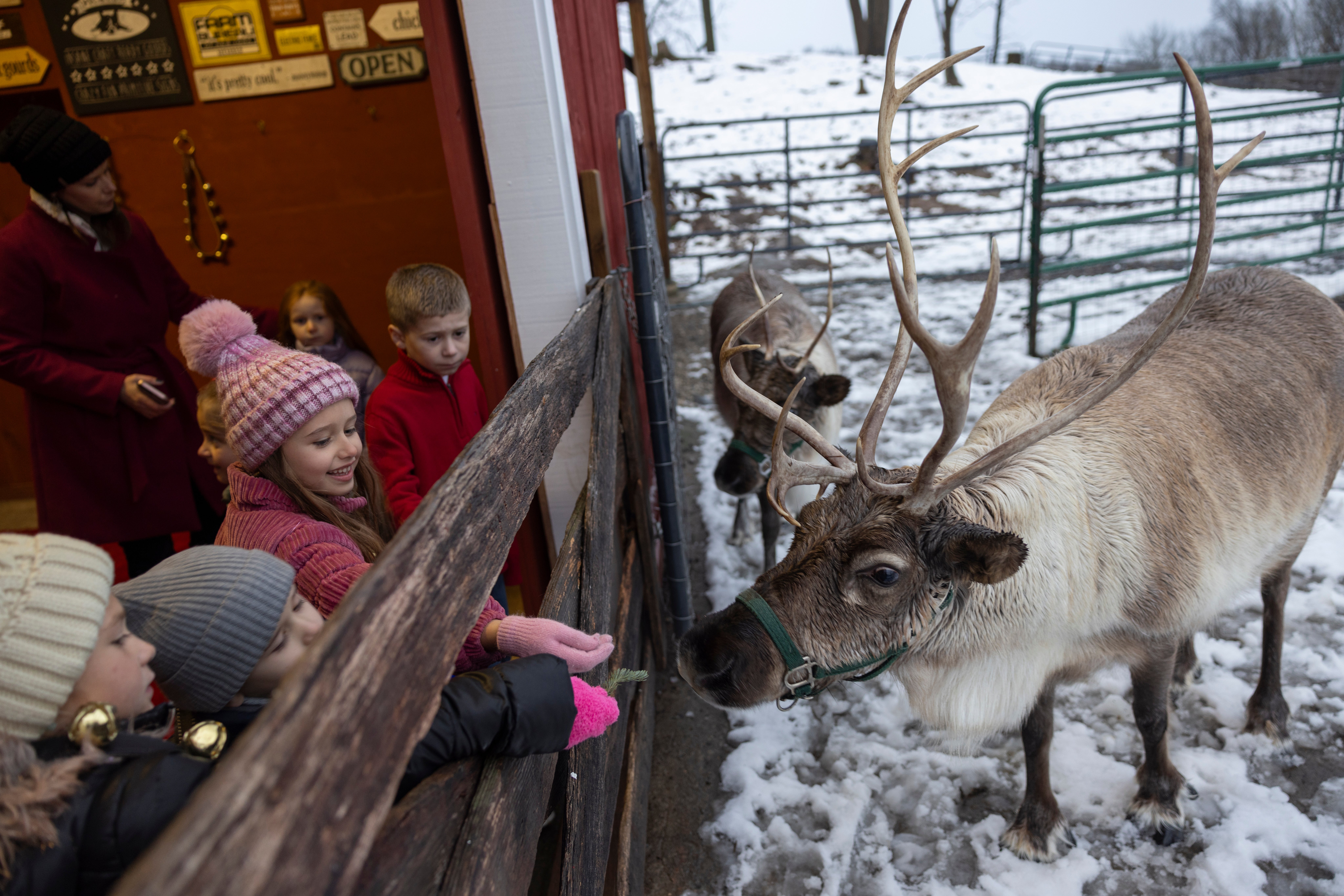 Children feeding reindeer. 
