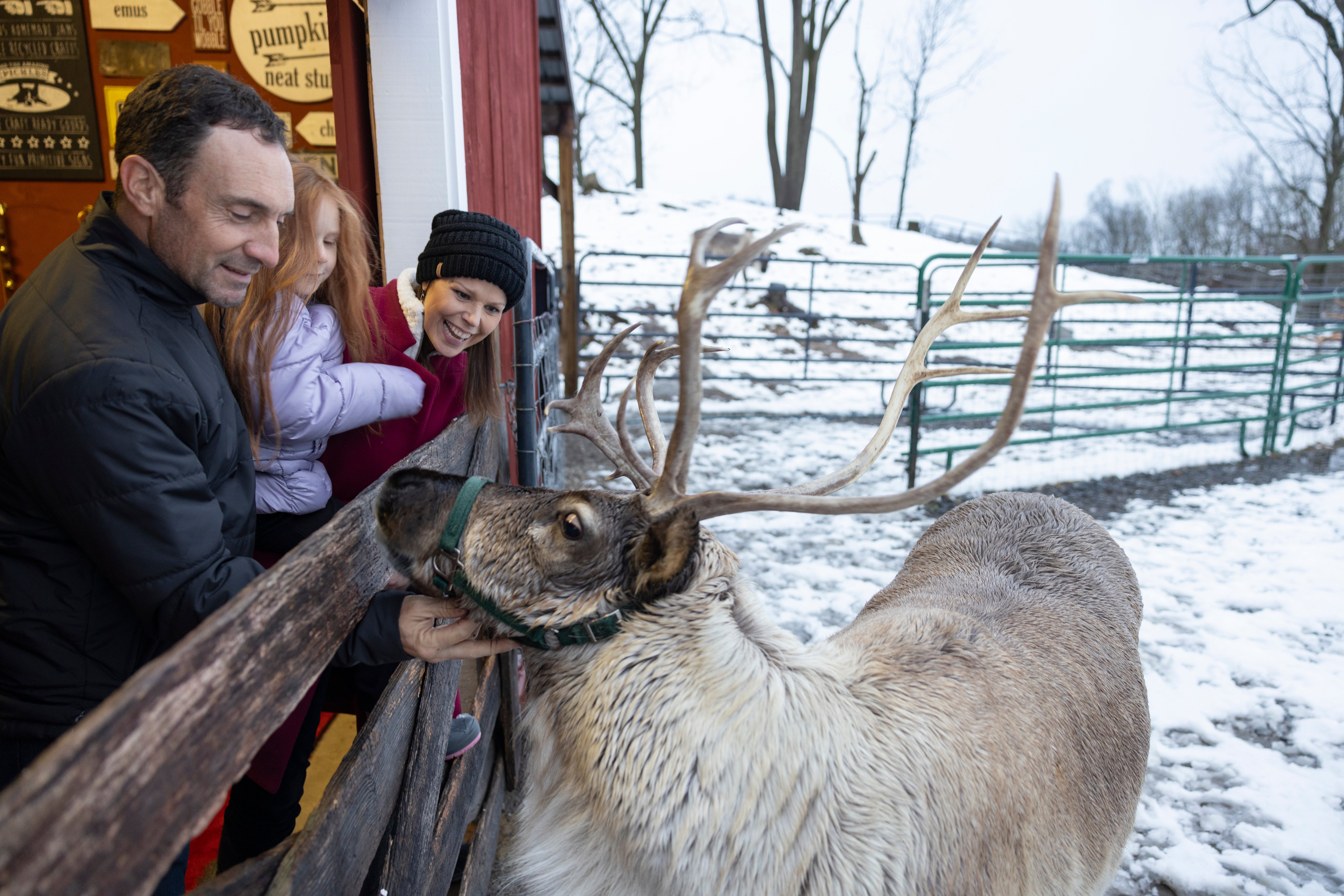 Family feeding a reindeer. 