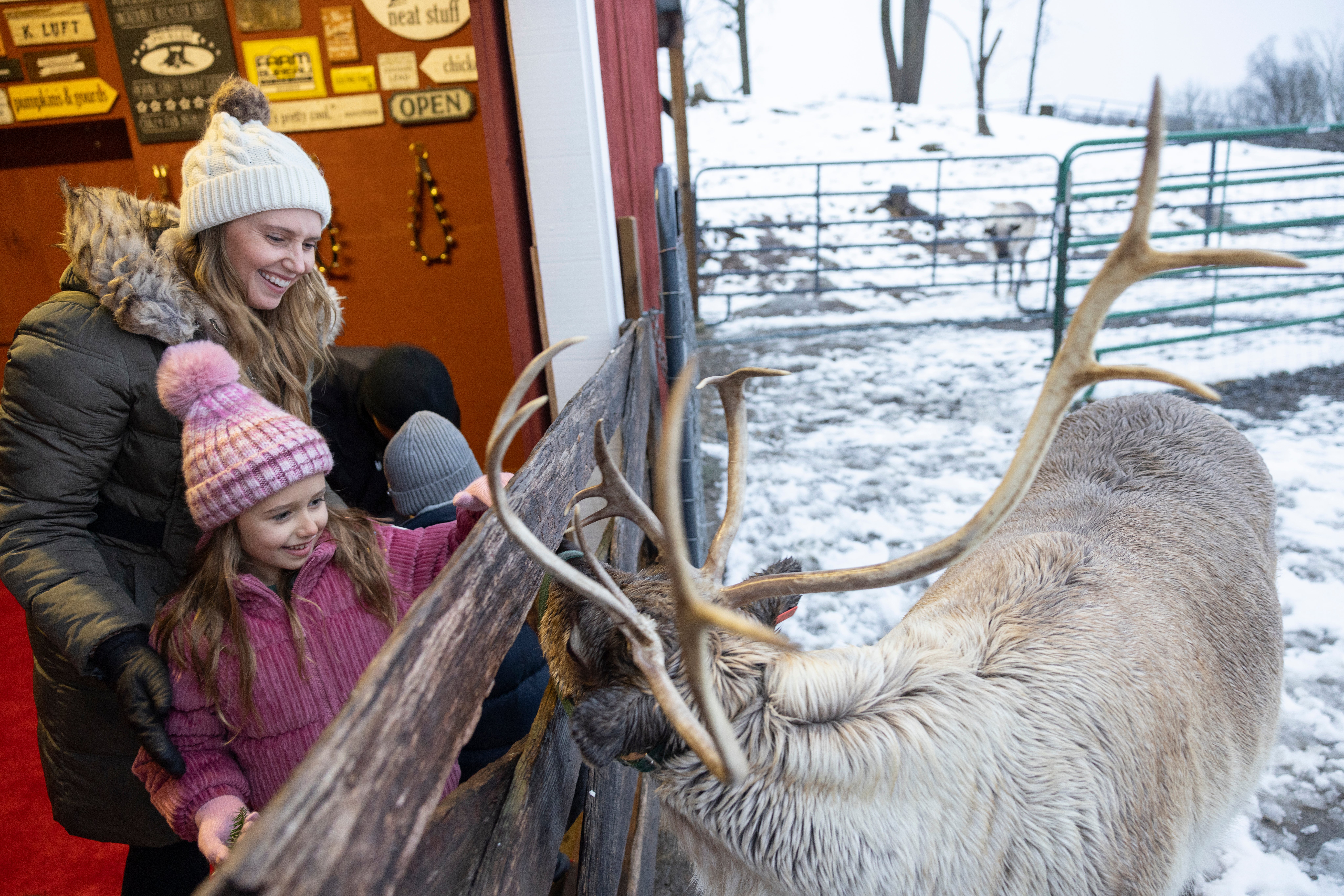 Woman and daughter feeding reindeer. 