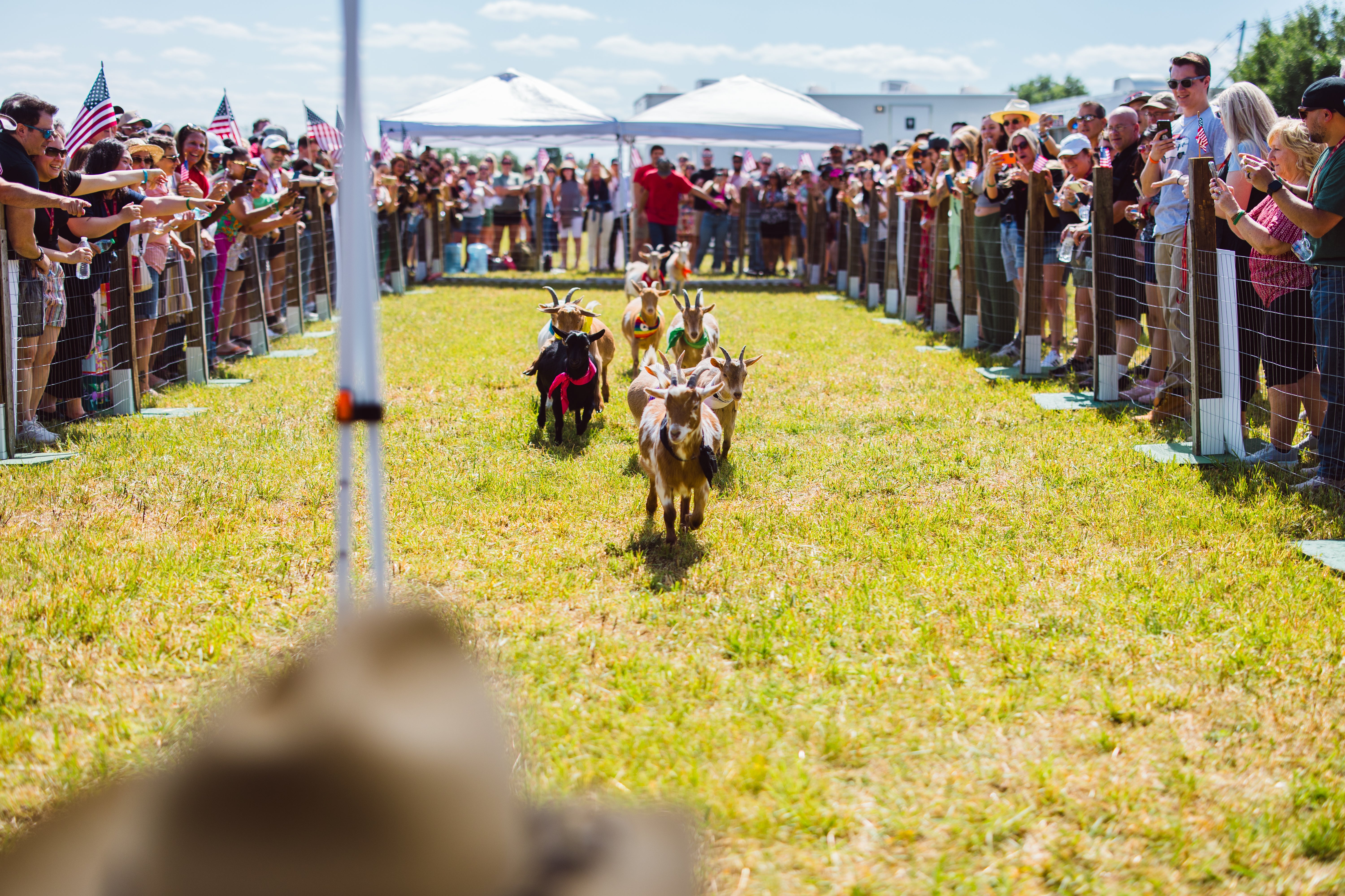 Goat races at beer fest. 
