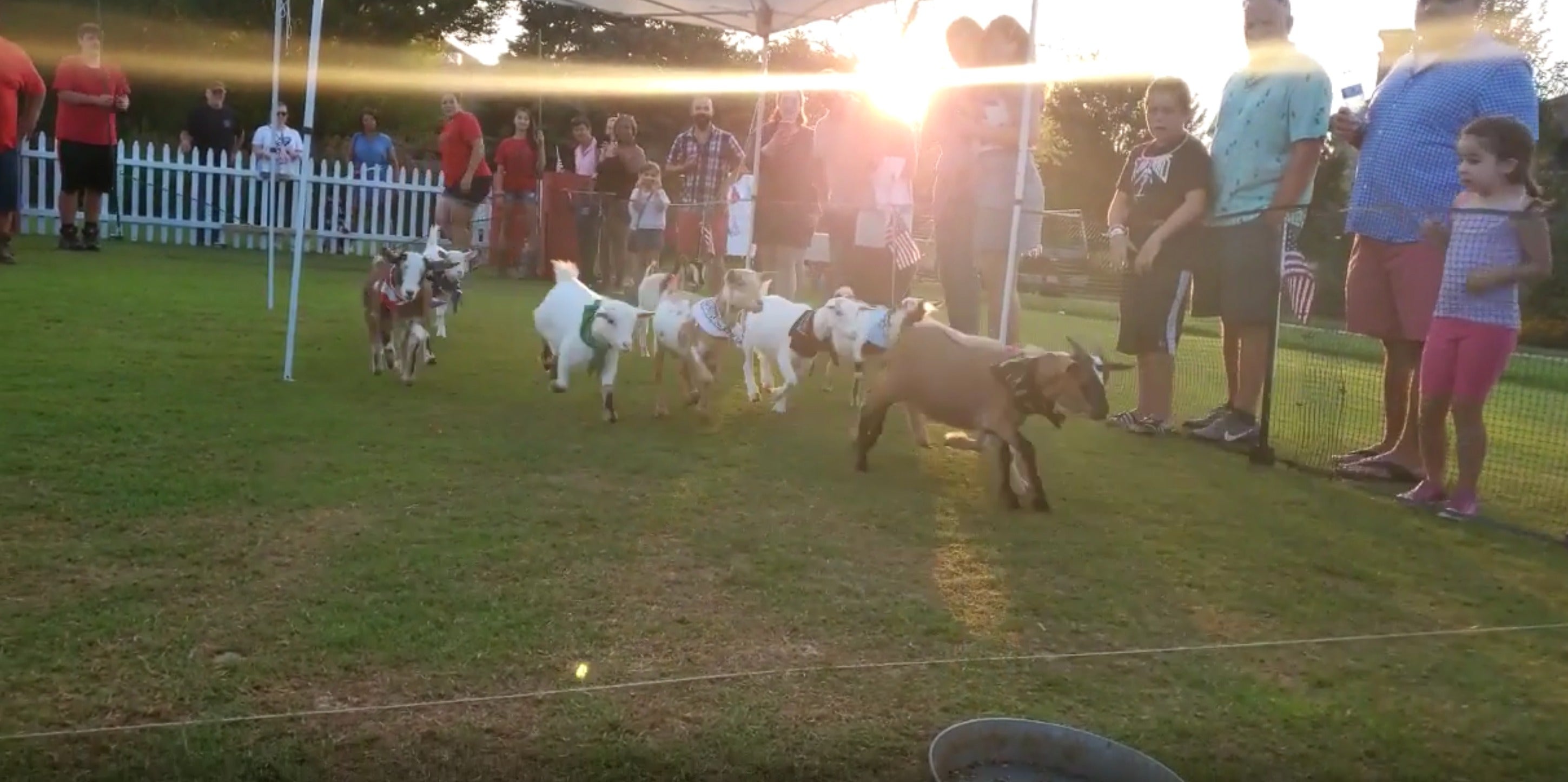Goat races.