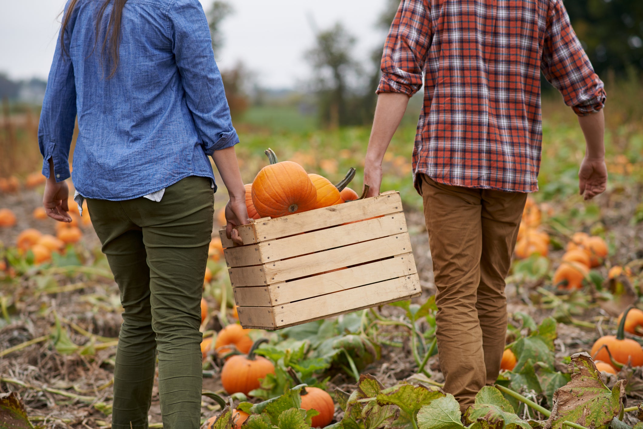 Pumpkin picking.