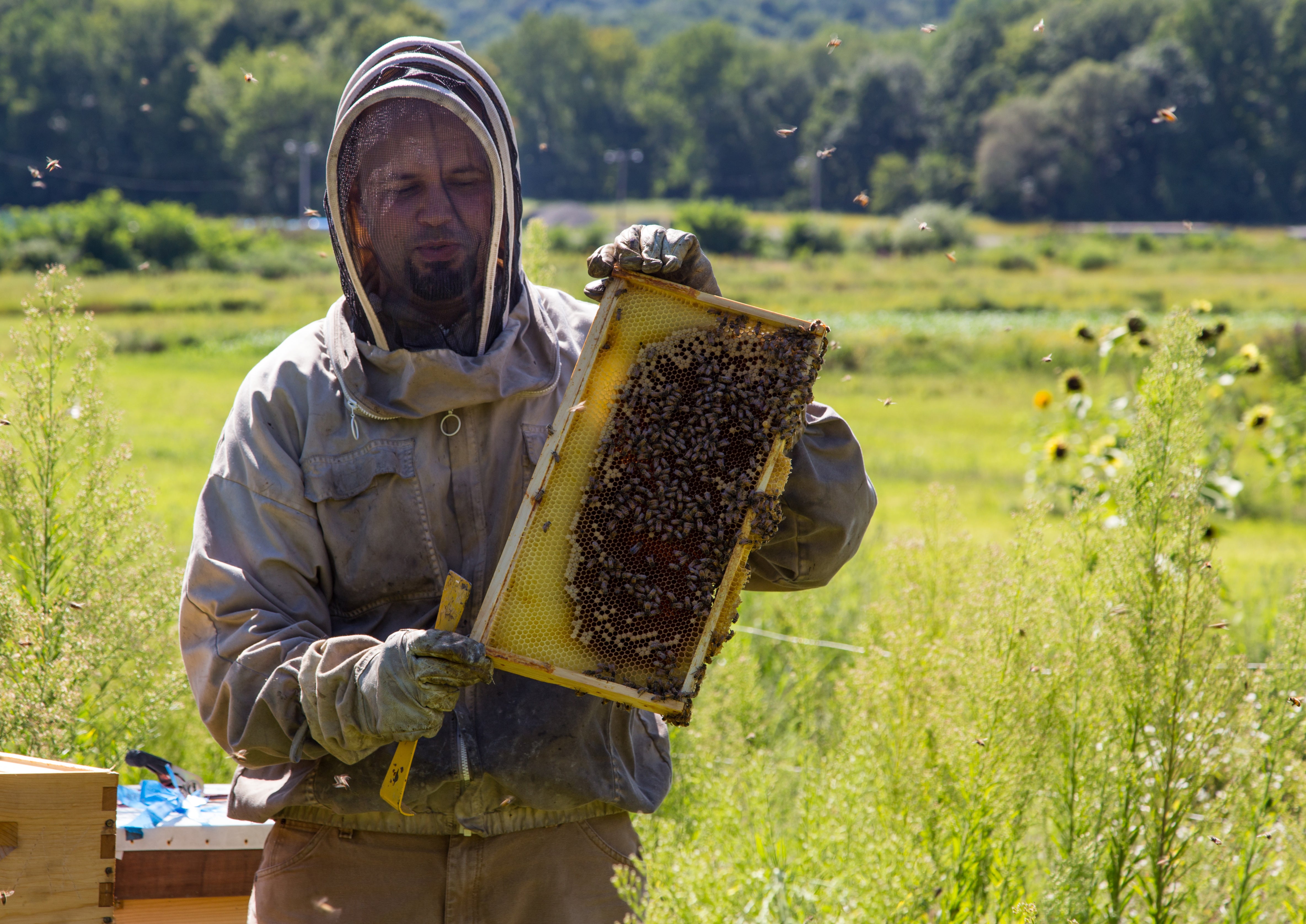 Beekeeper holding a honeycomb frame covered with bees at Crystal Springs Resort.