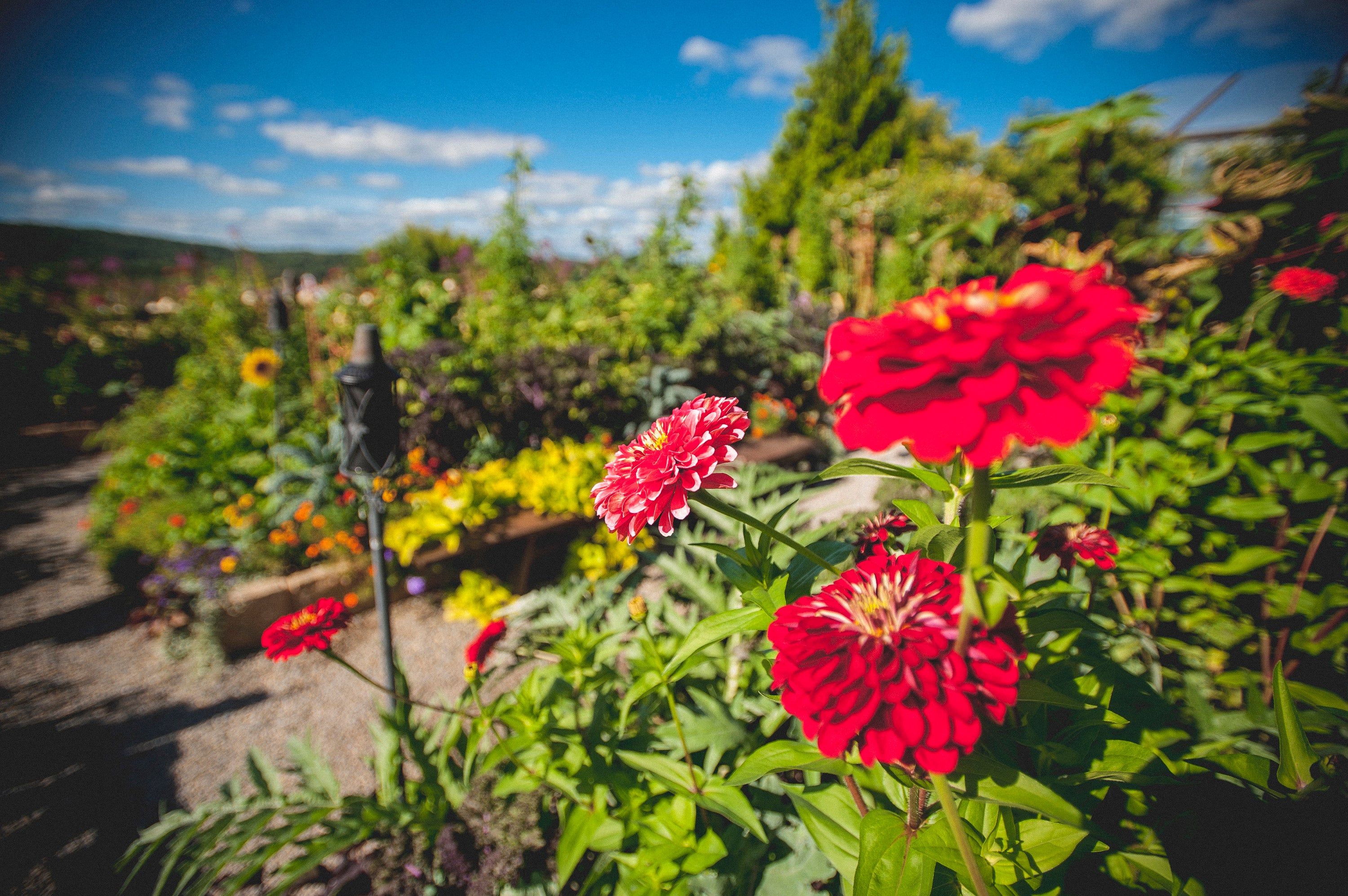 Beautiful red flowers in Chef's Garden