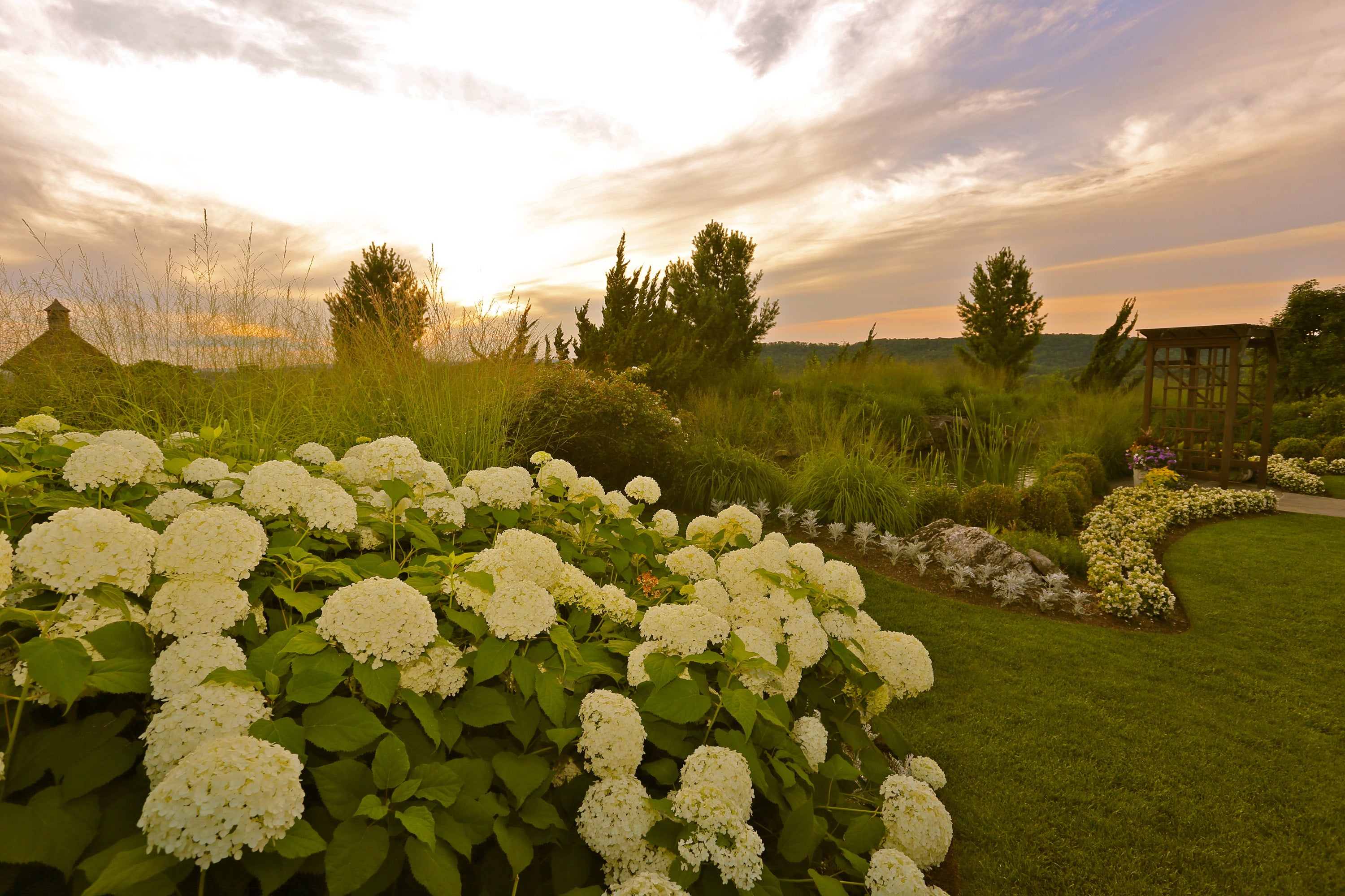 White floral shrubs on the grounds of Grand Cascades Lodge