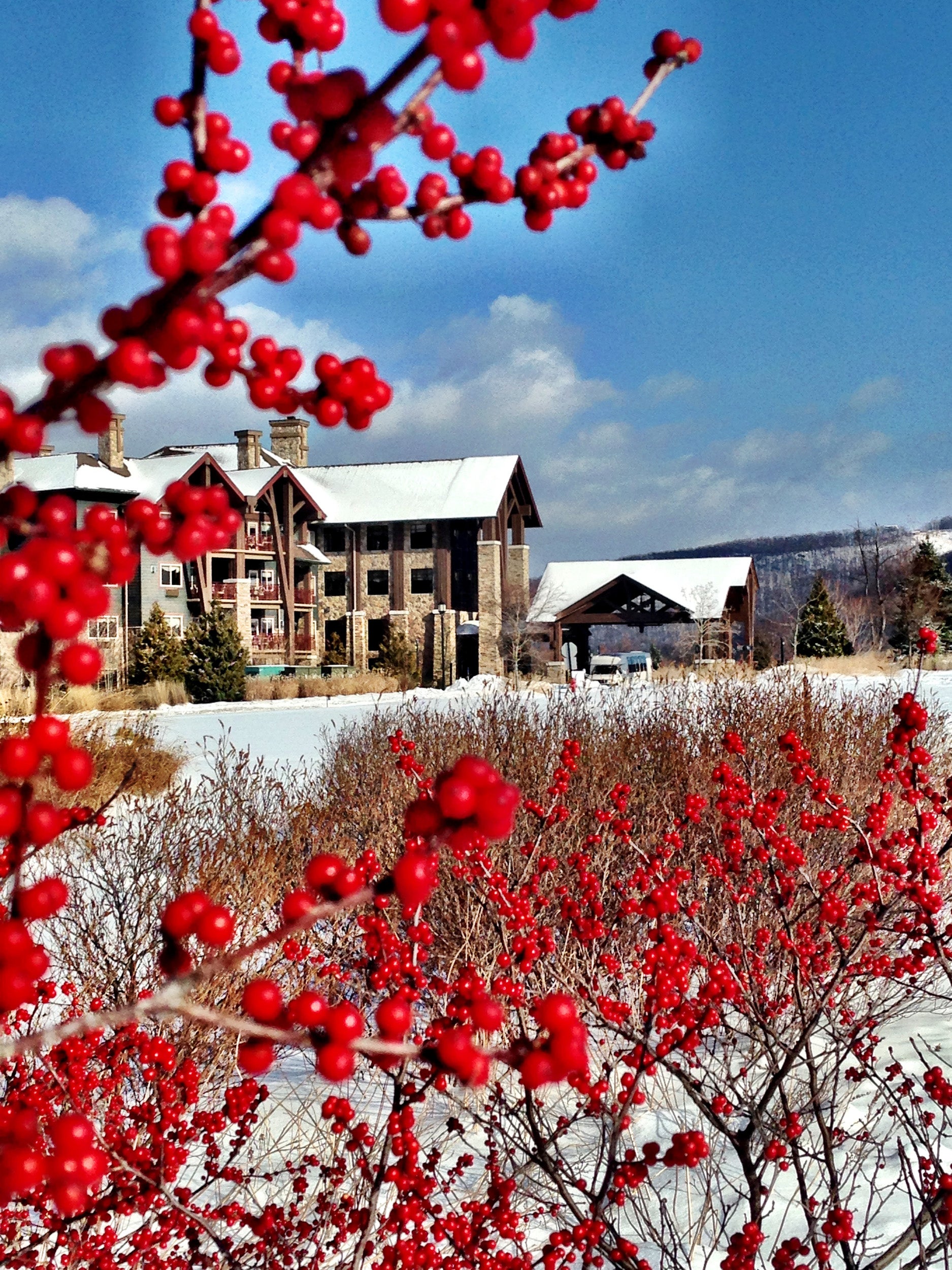 Winter red berry trees at Grand Cascades Lodge
