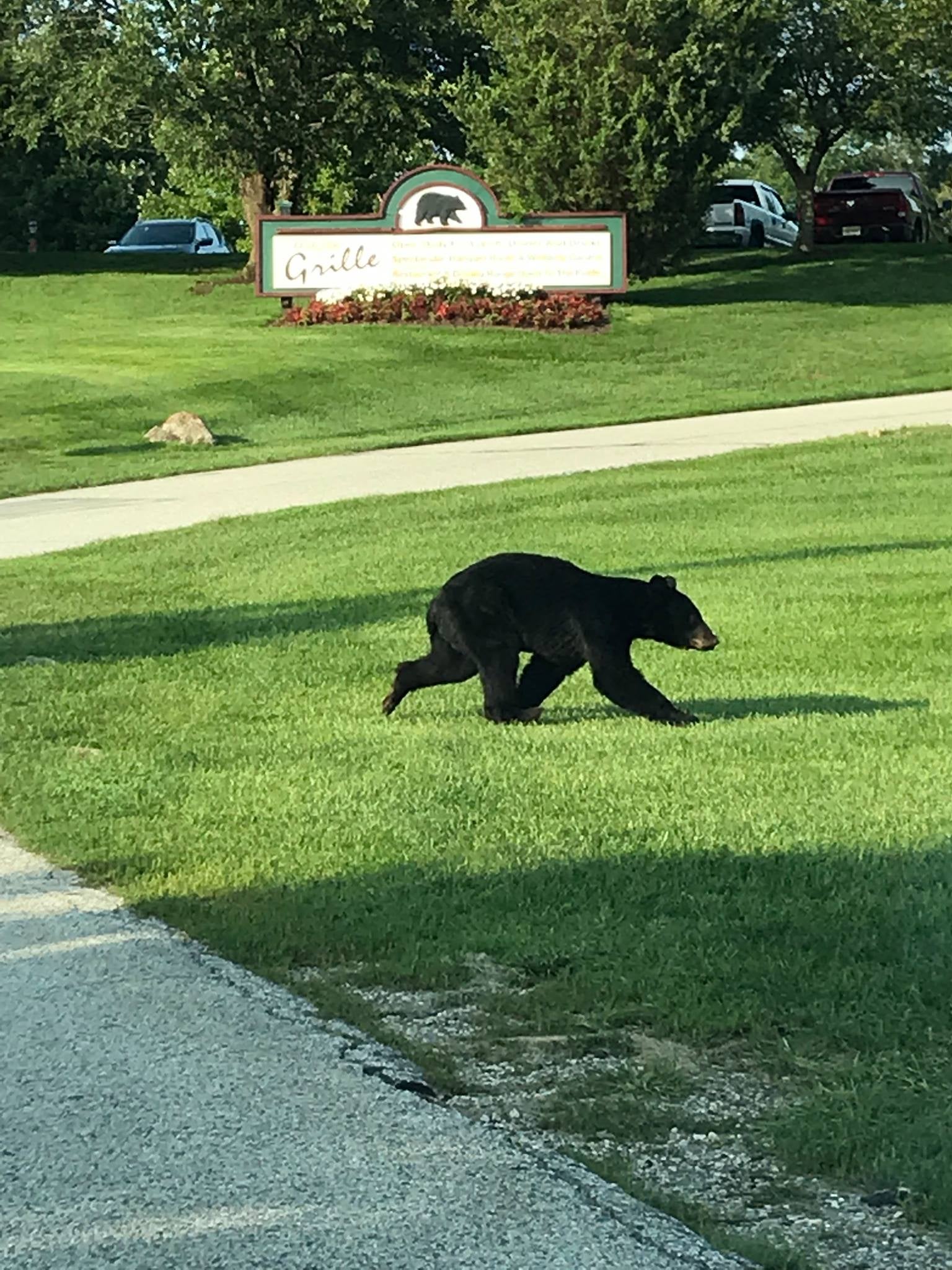 A black bear running across the grass at Black Bear Golf Club