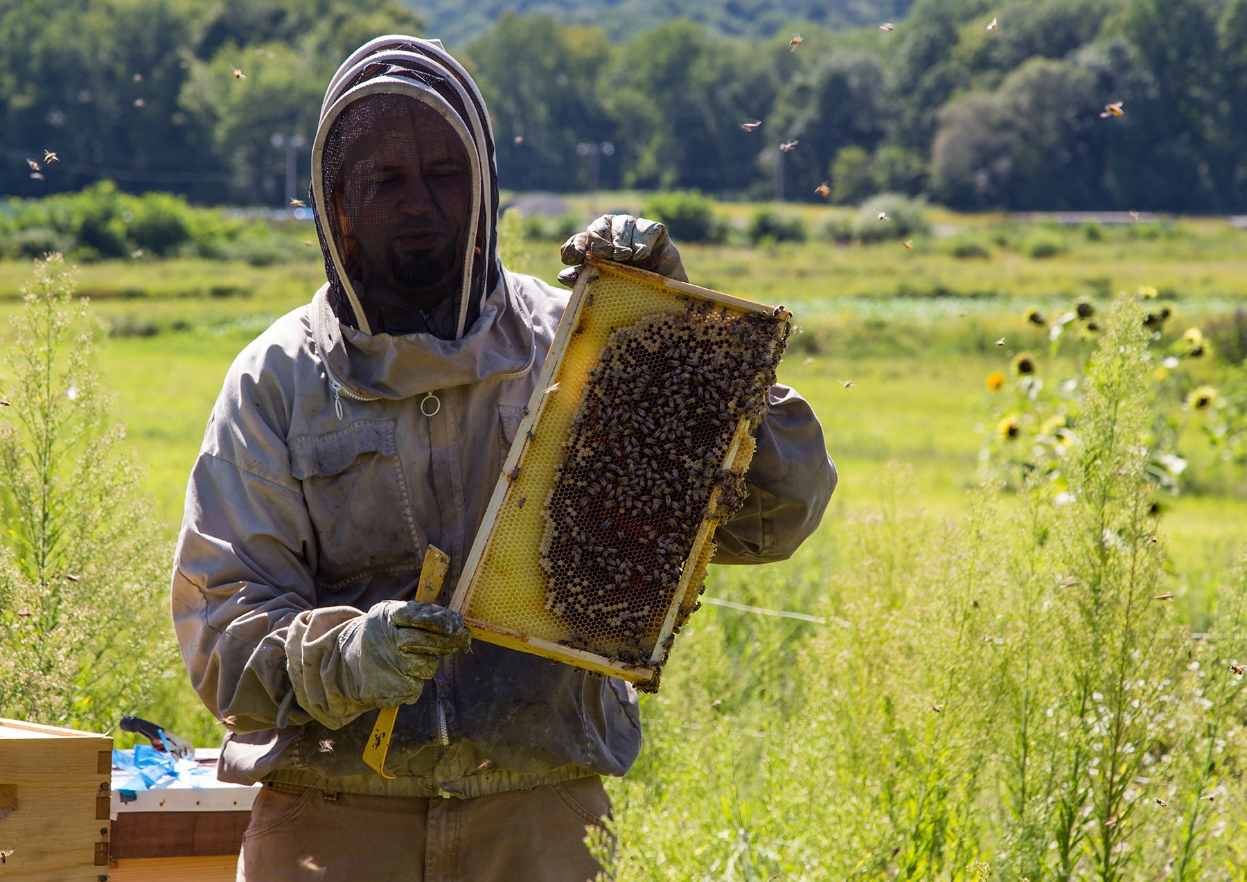 Beekeeping Maintenance