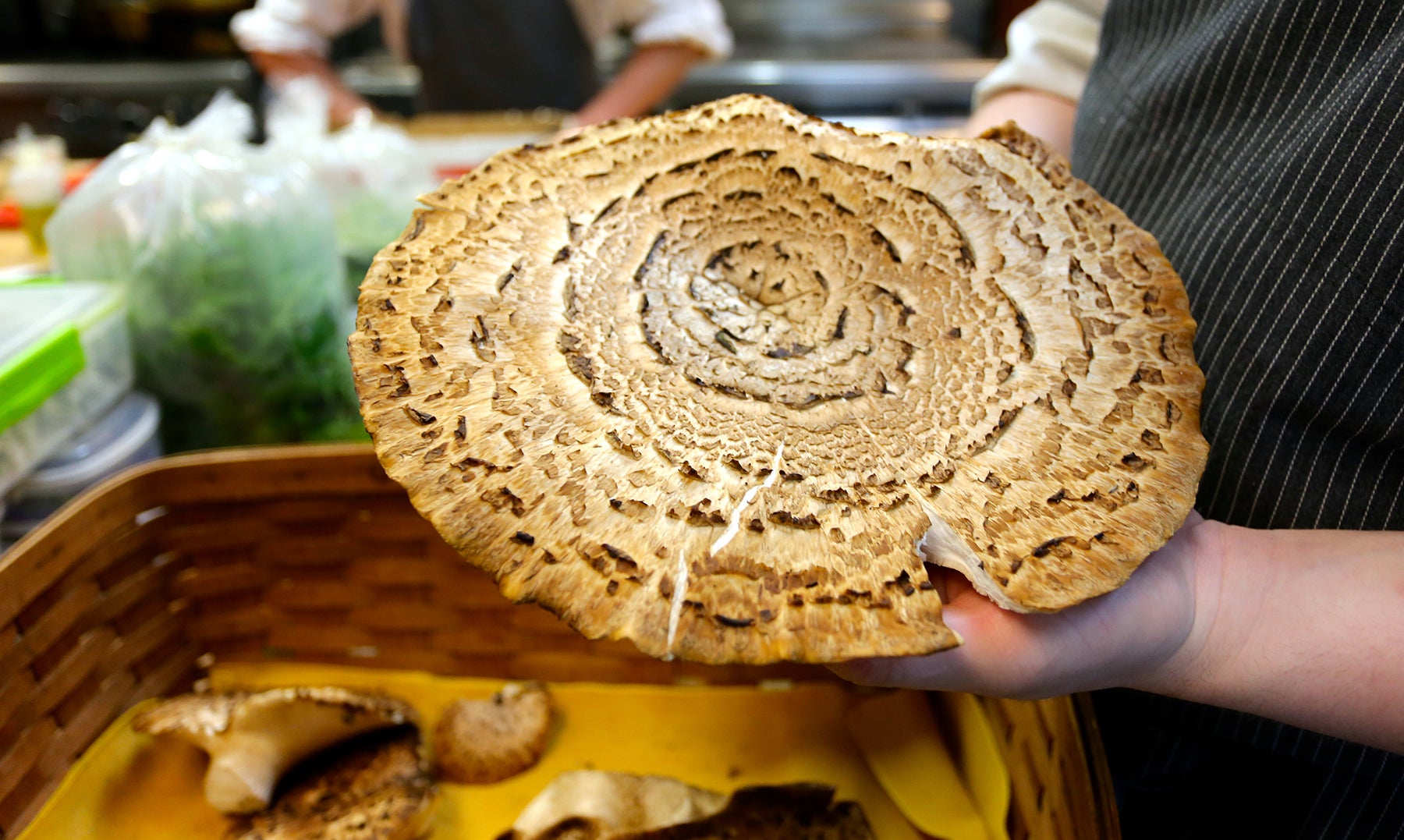 Immense Fresh Mushroom