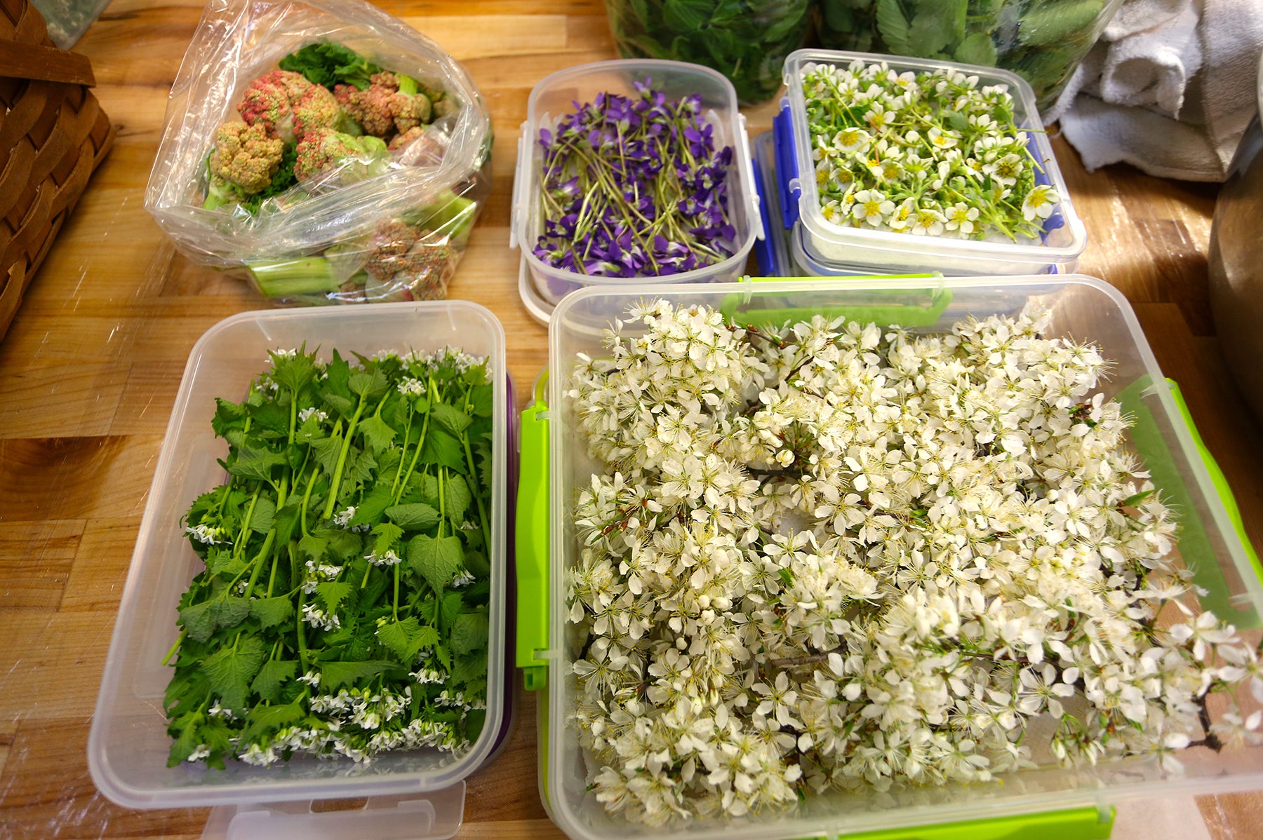 Foraging Local Ingredients