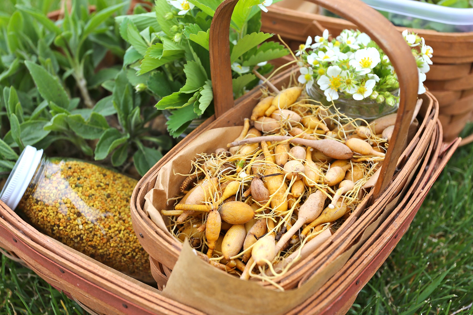 Foraging Fresh Ingredients