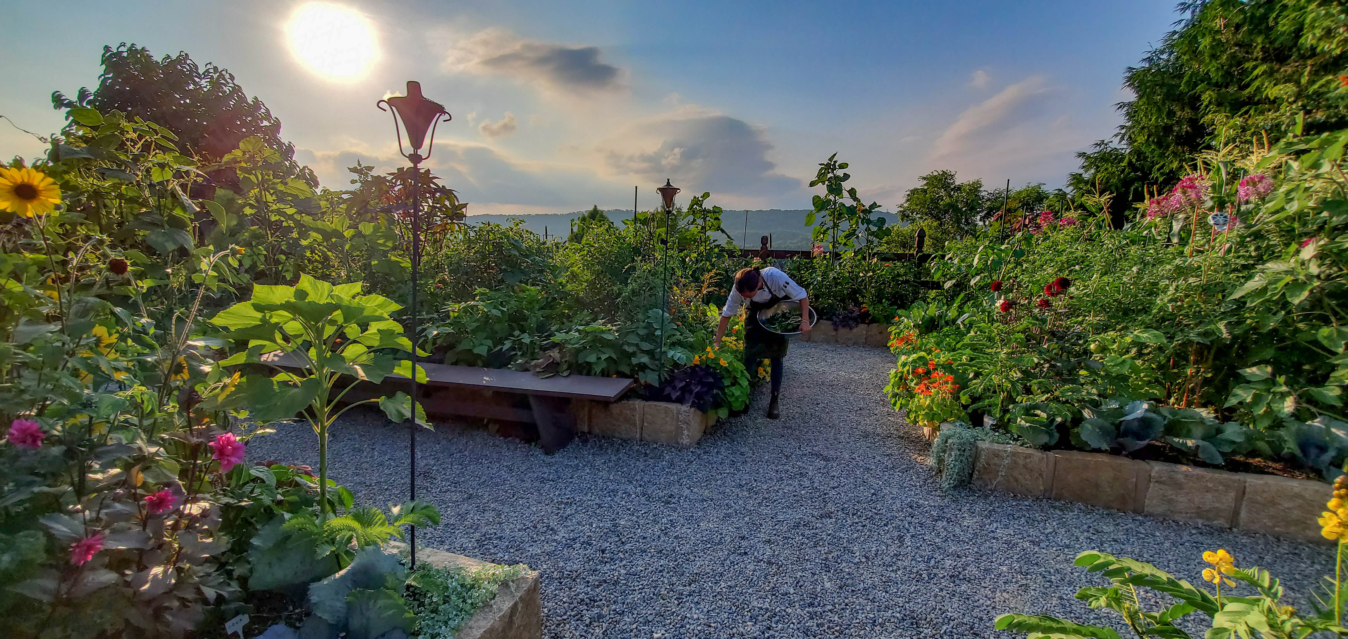 Chef Aishling Picking Fresh Ingredients