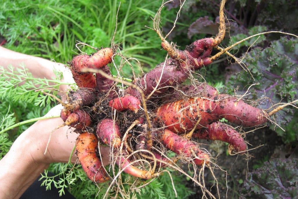 Fresh picked carrots from Chef's Garden