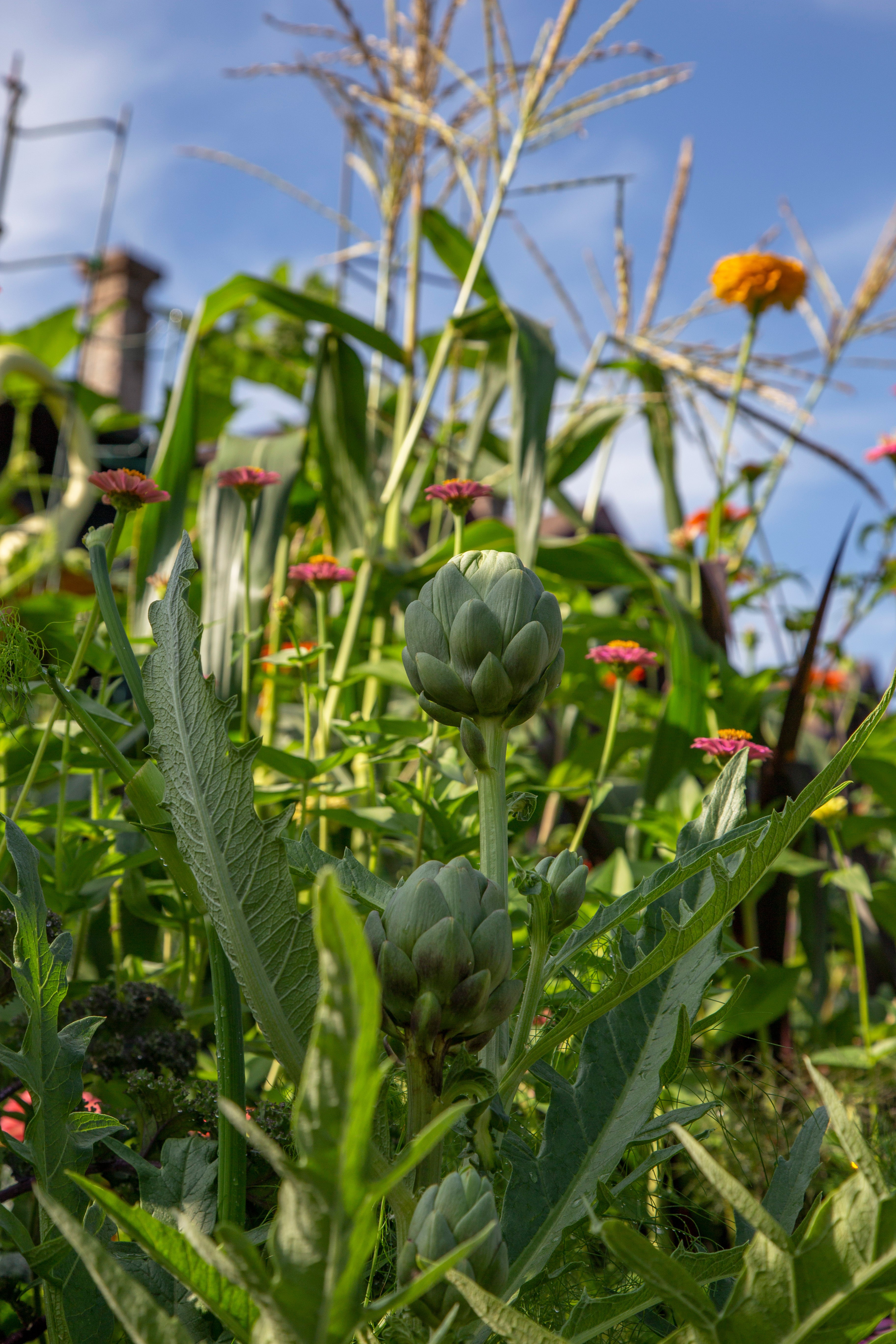 Artichokes growing in Chef's Garden