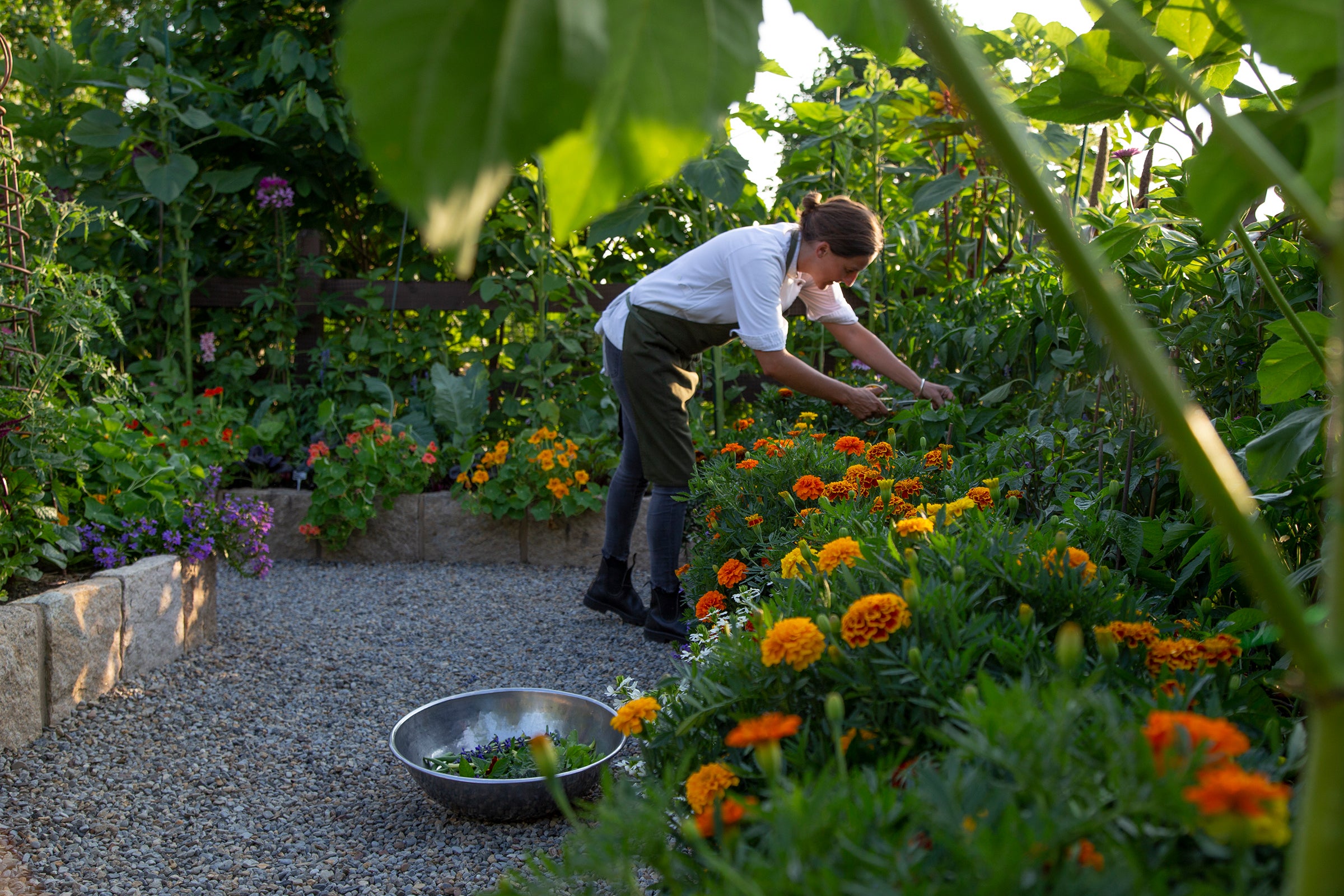 Chef fresh picking ingredients at Chef's Garden