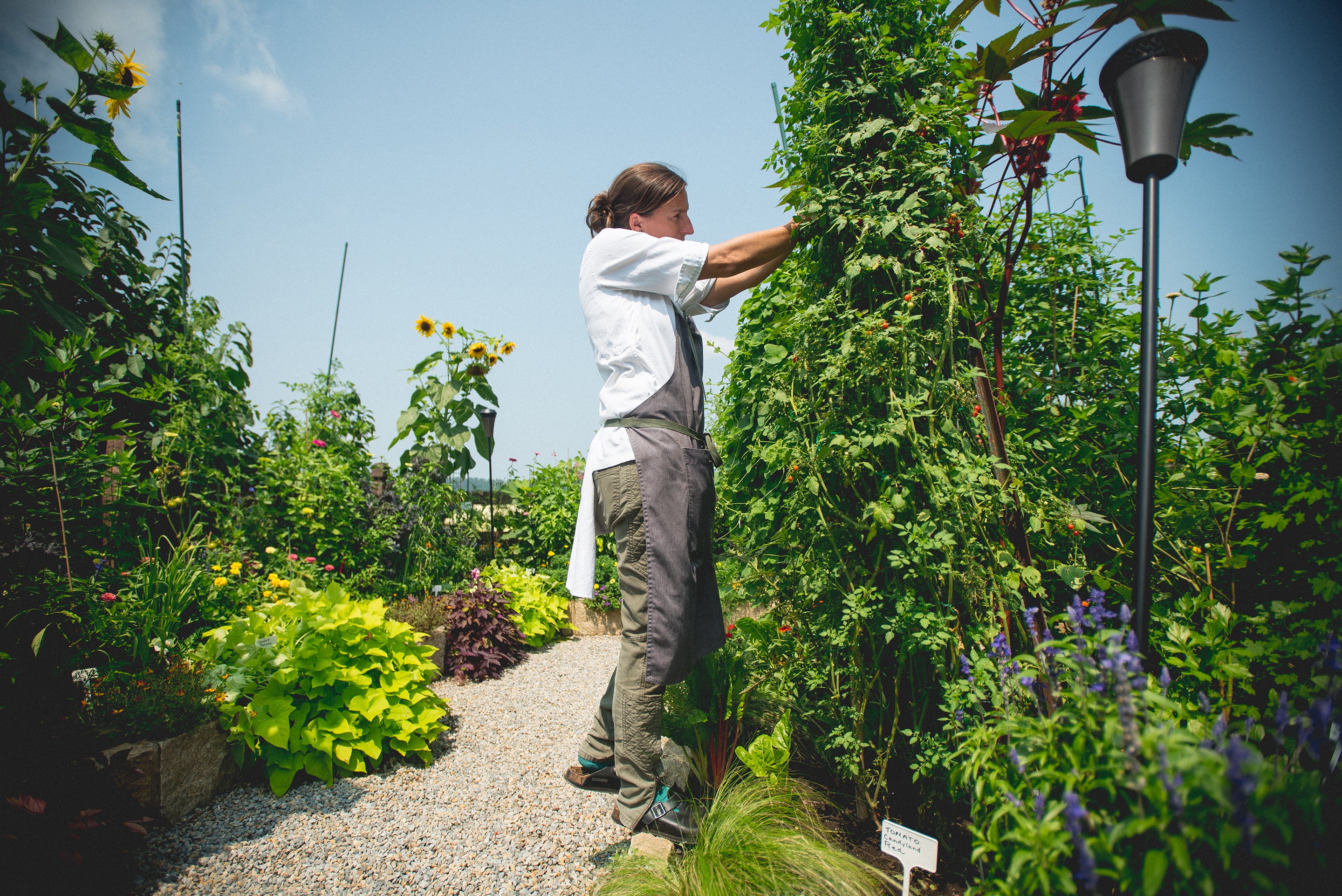 Chef picking fresh greens at Chef's Garden