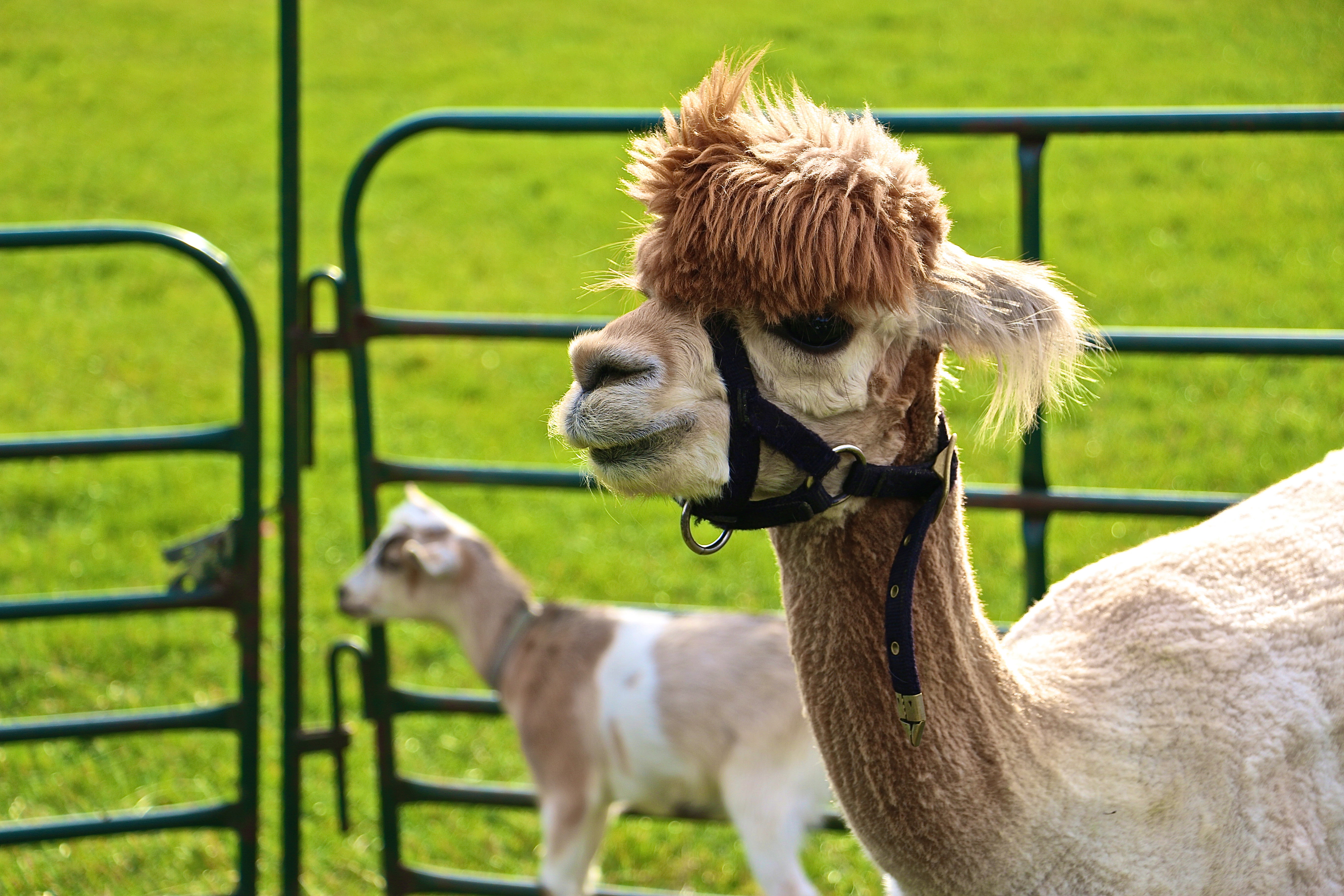Llama in Petting Zoo