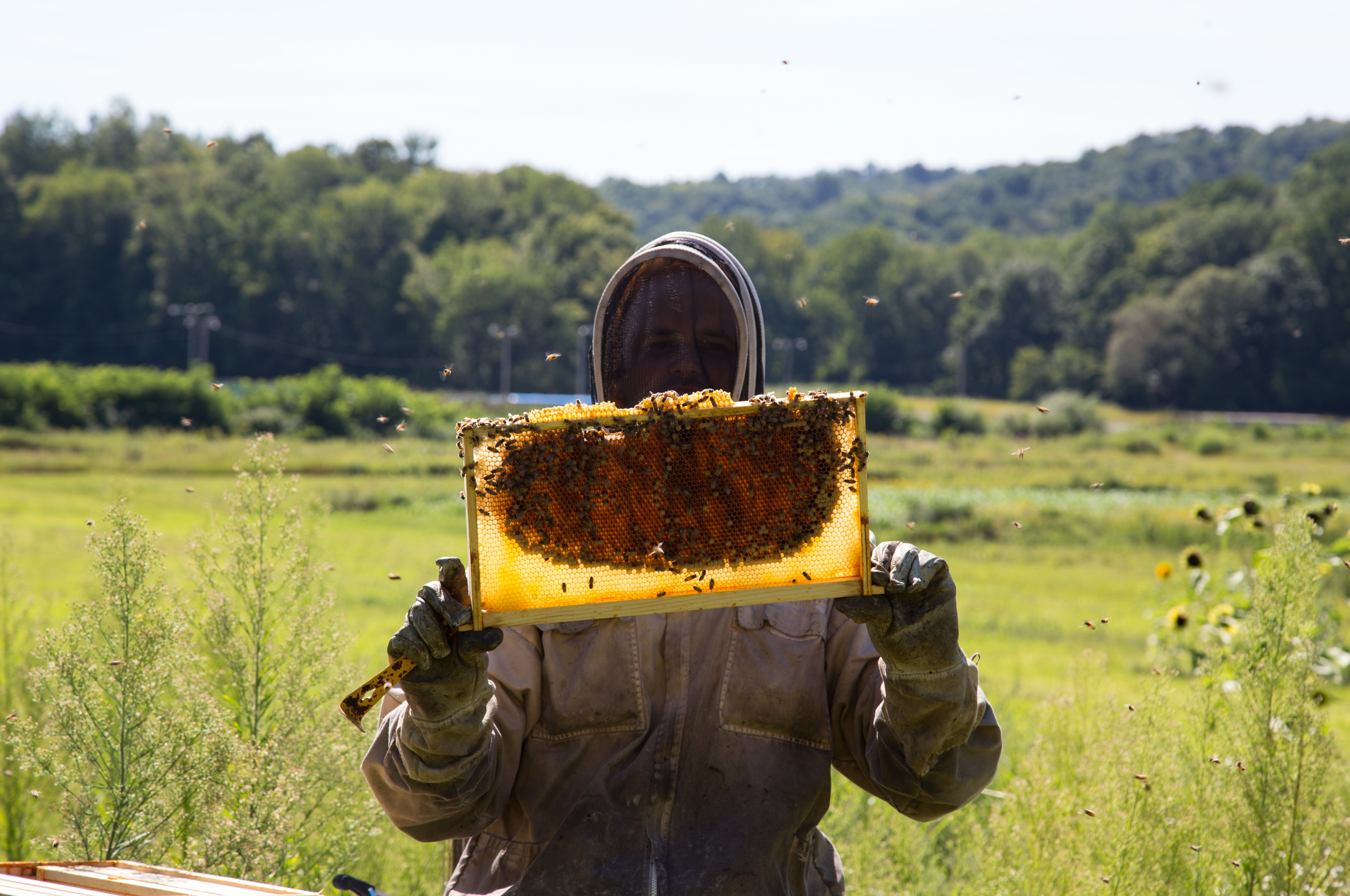 Bee keeper holding bee hive.