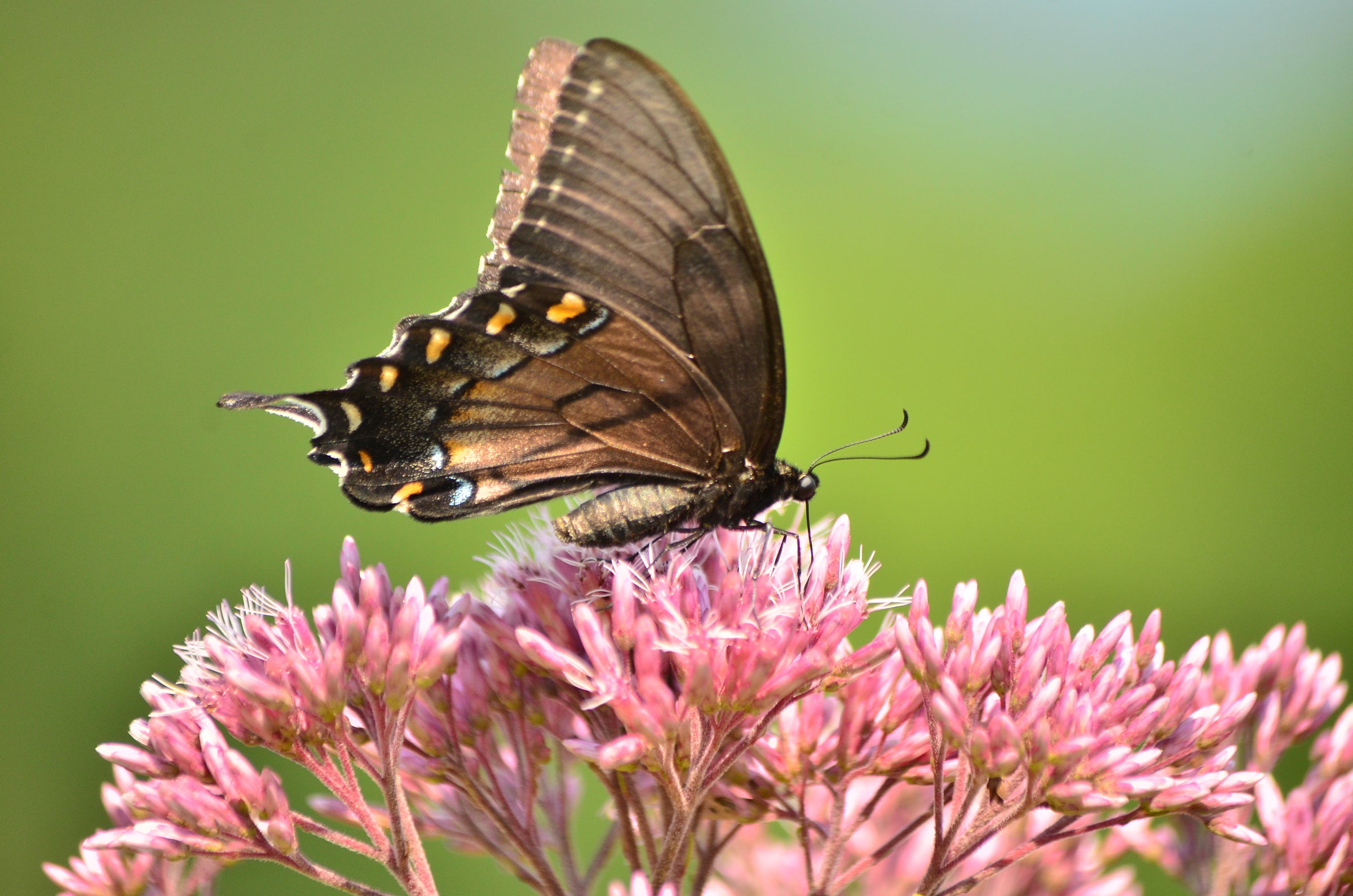 Butterfly sitting on flowers
