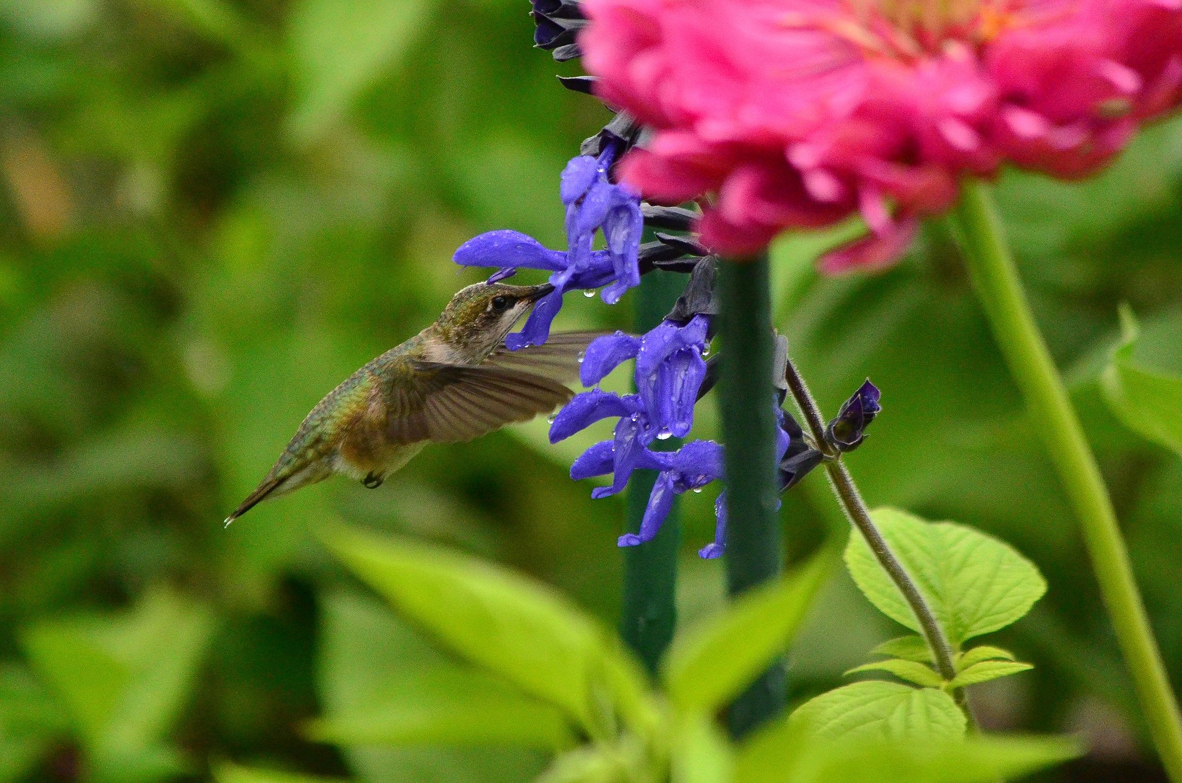 Bird flying next to purple flowers