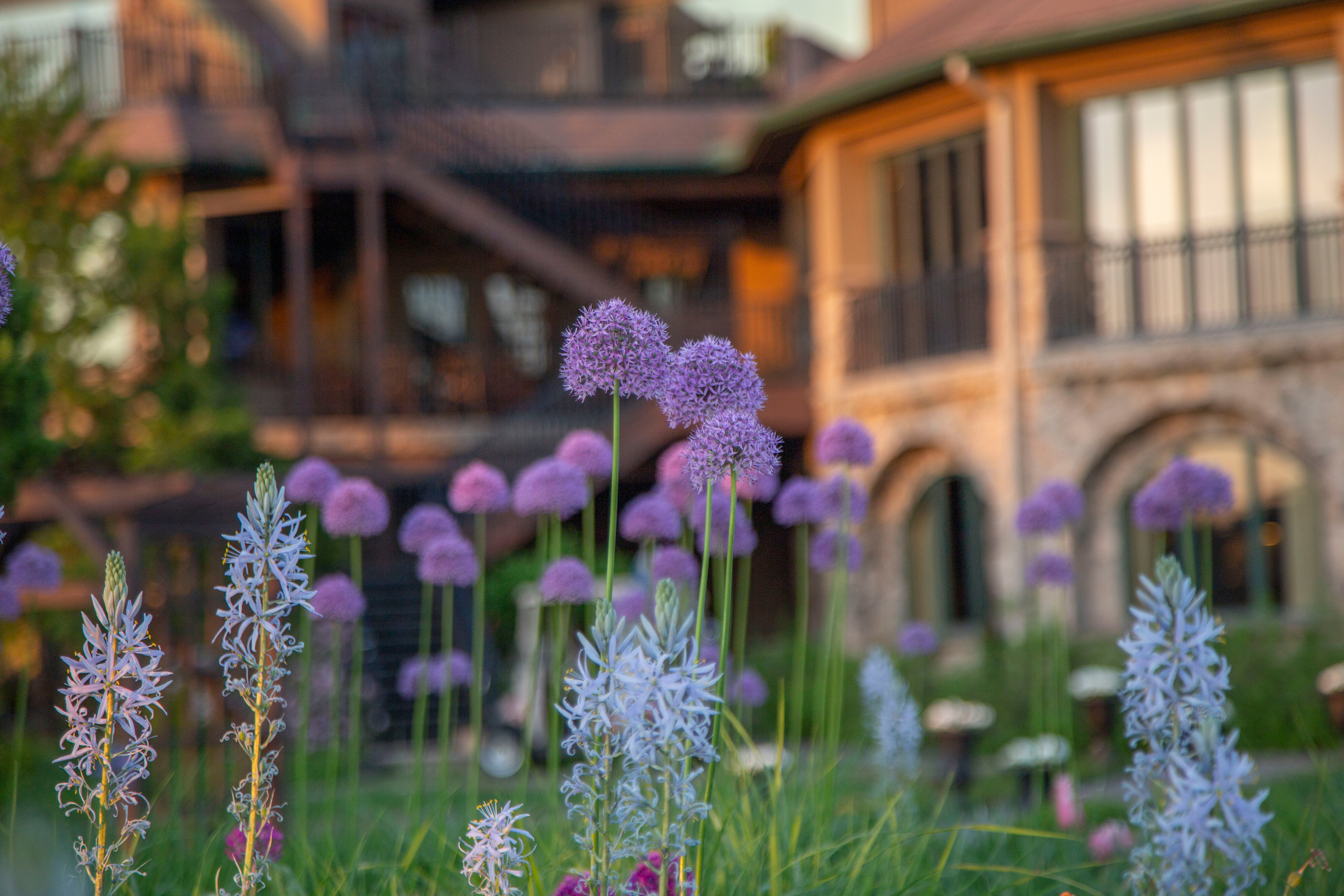 Purple flowers outside the clubhouse at Crystal Springs Resort in New Jersey