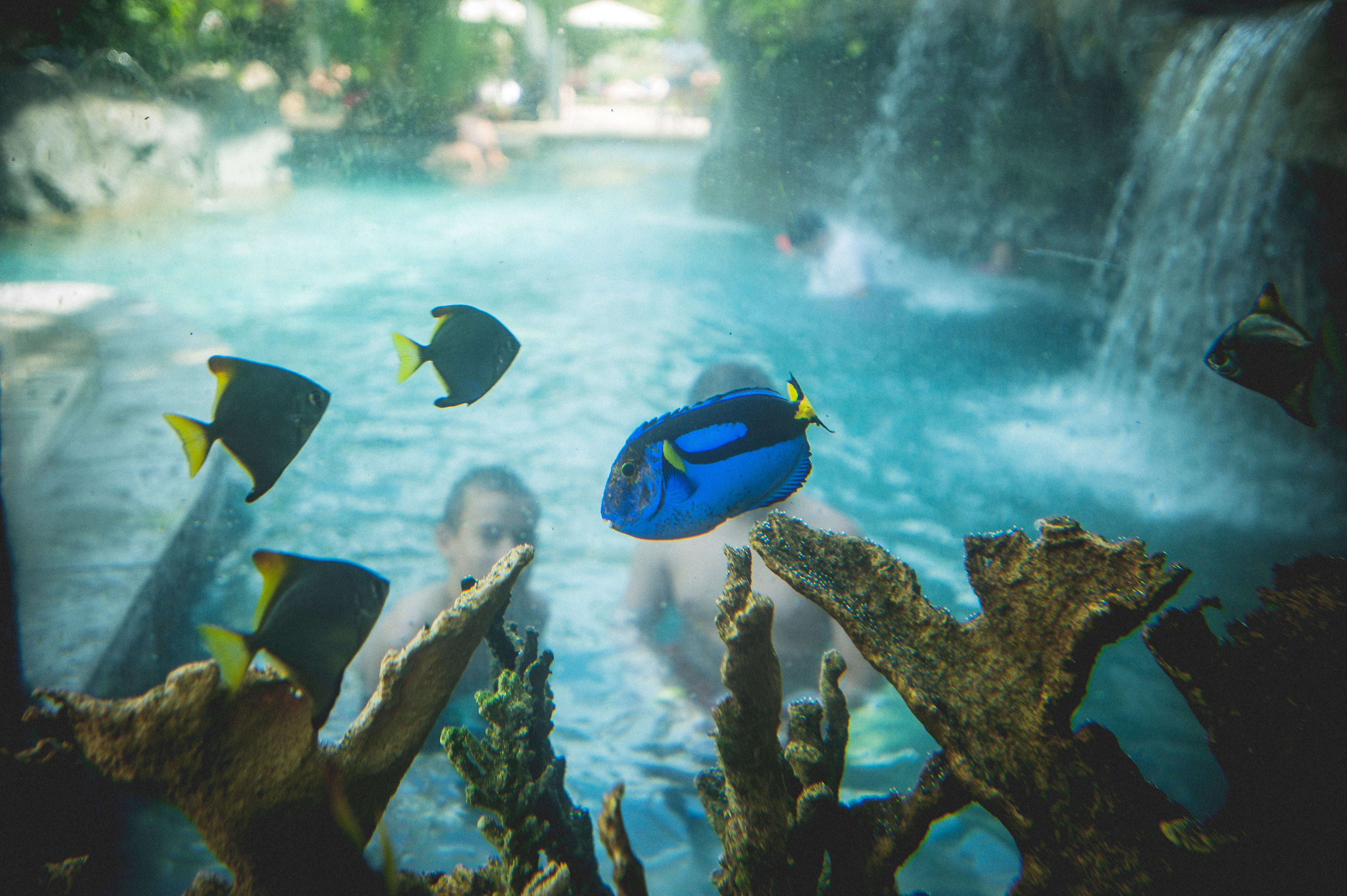 Tropical fish in Biosphere aquarium