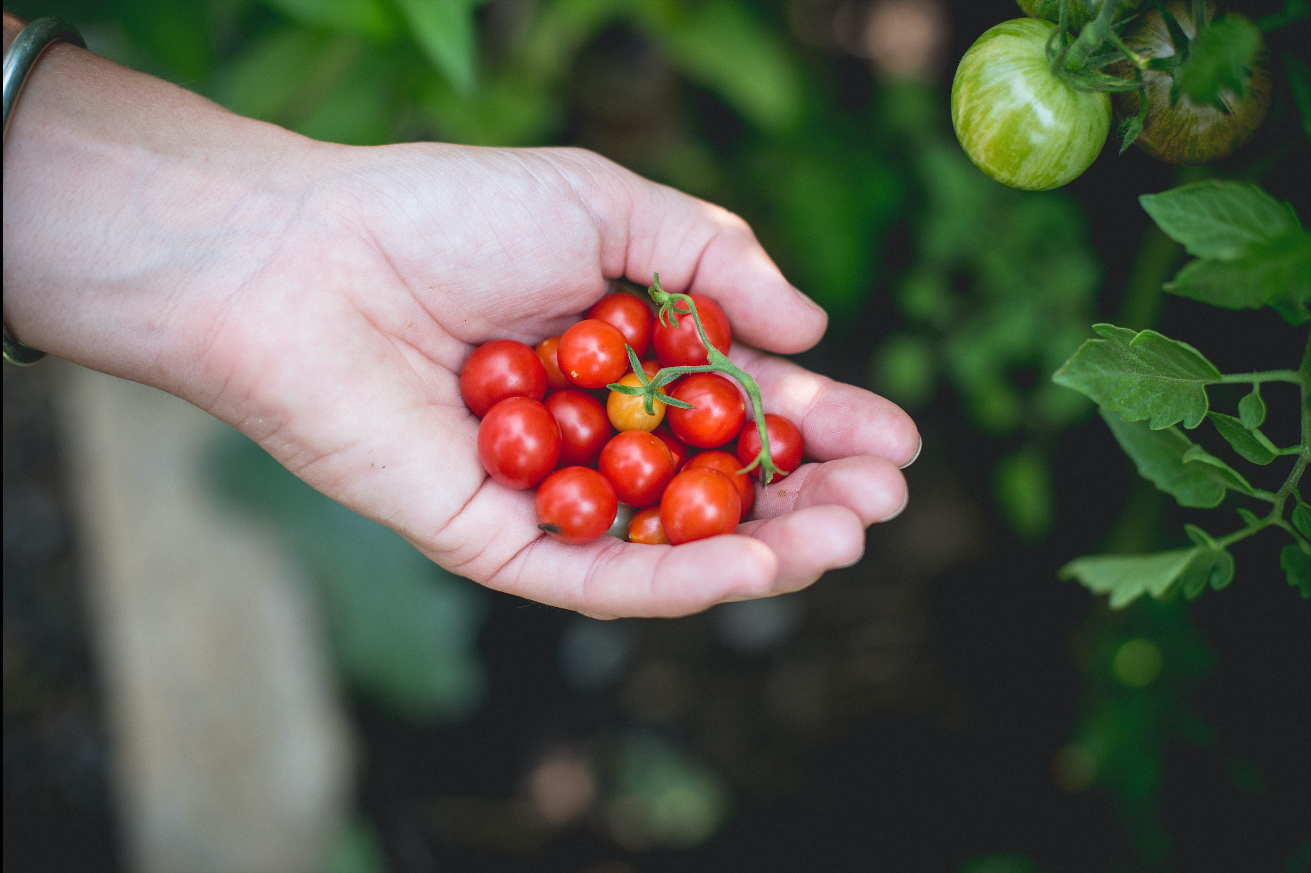 Handful of cherry tomatoes