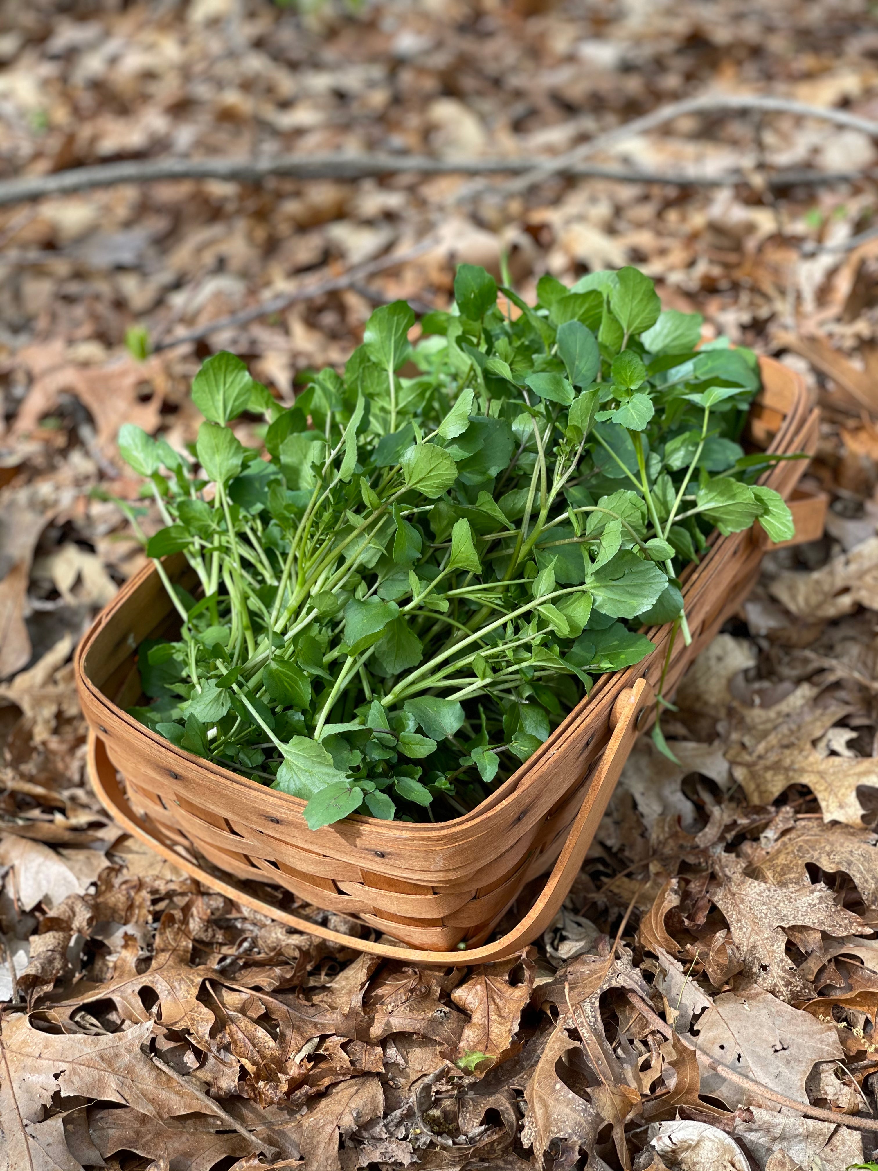 Watercress Spring fed