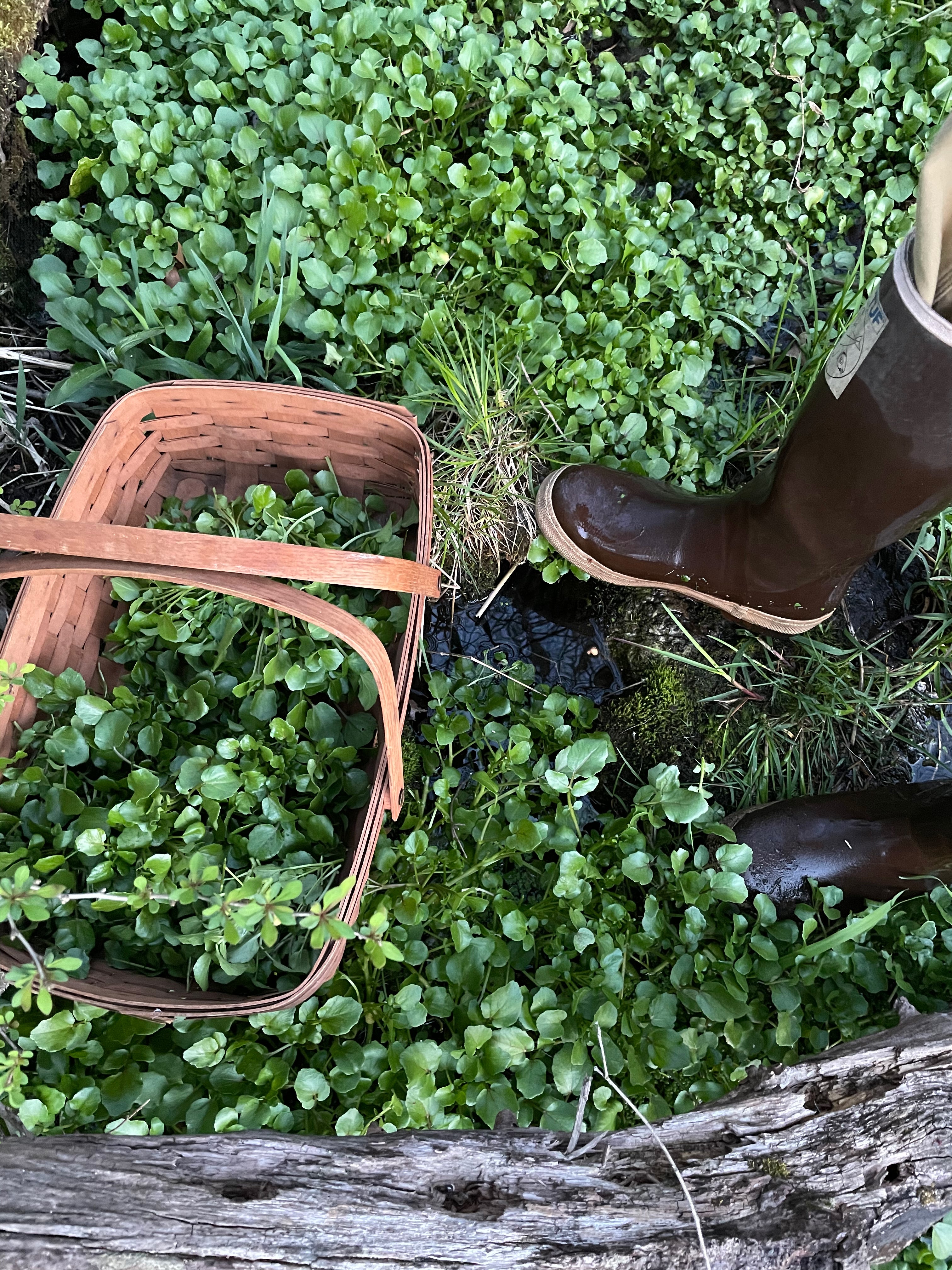 Watercress Spring fed