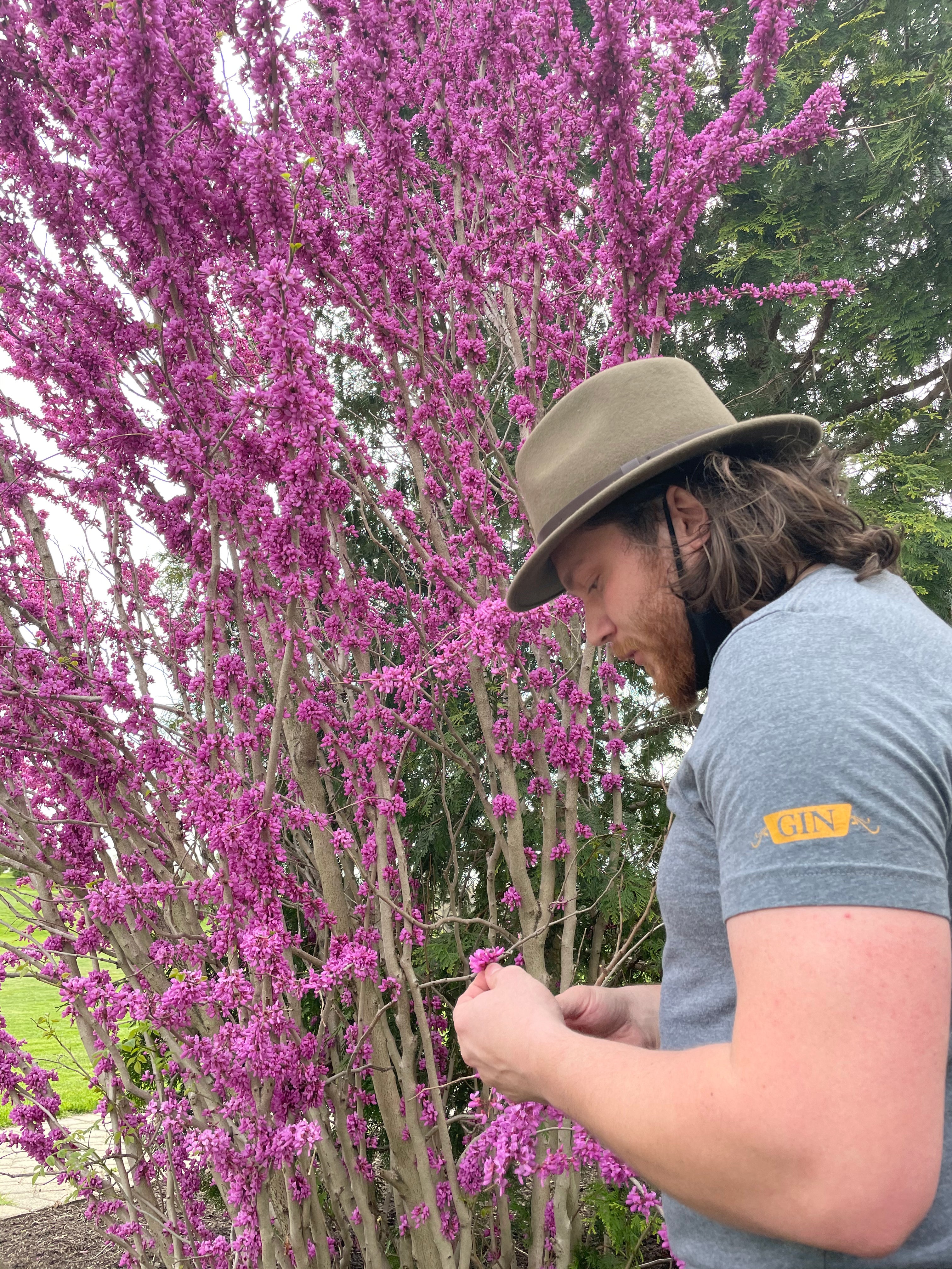 Eastern Red Bud Blossom