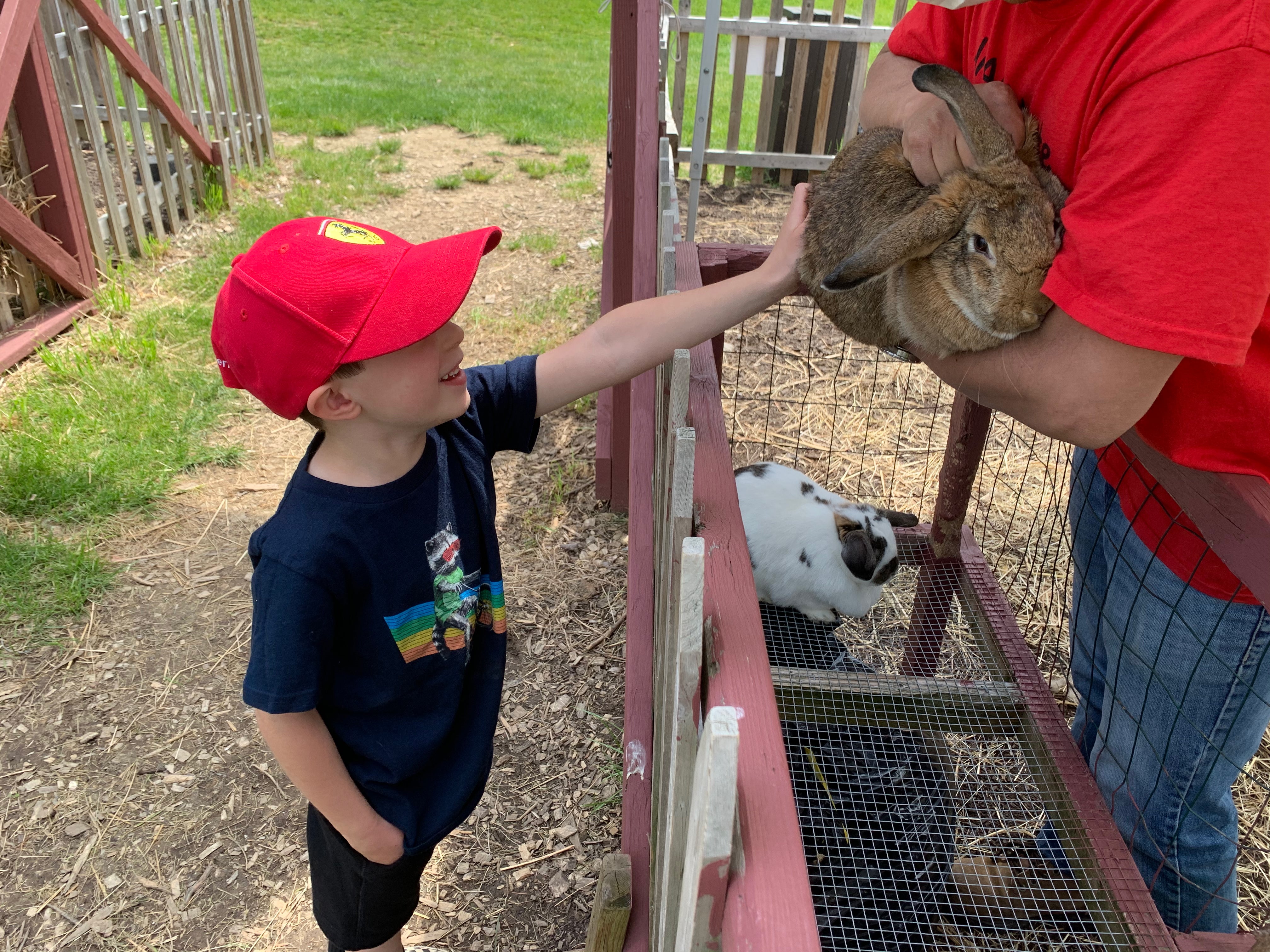 Young Child Petting Bunny