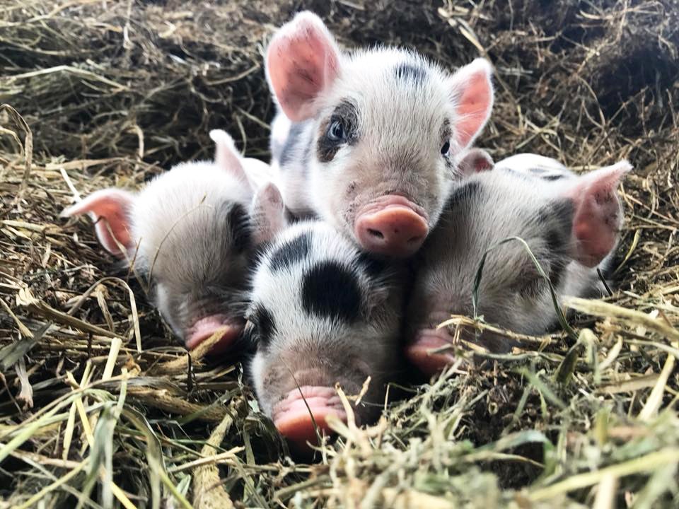Pigs at Vernon Valley Farm