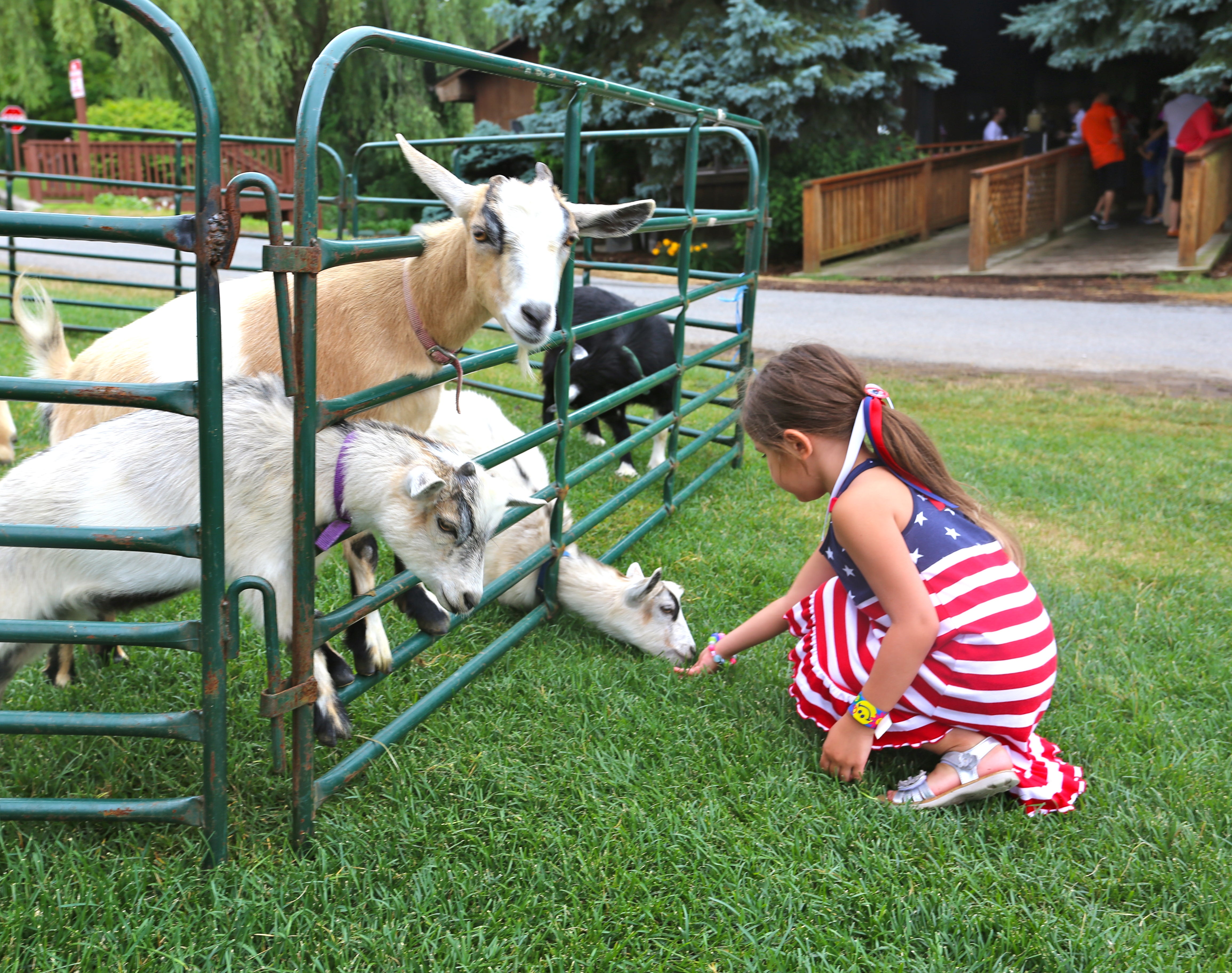 Young girl feeding goats during summer holiday BBQ