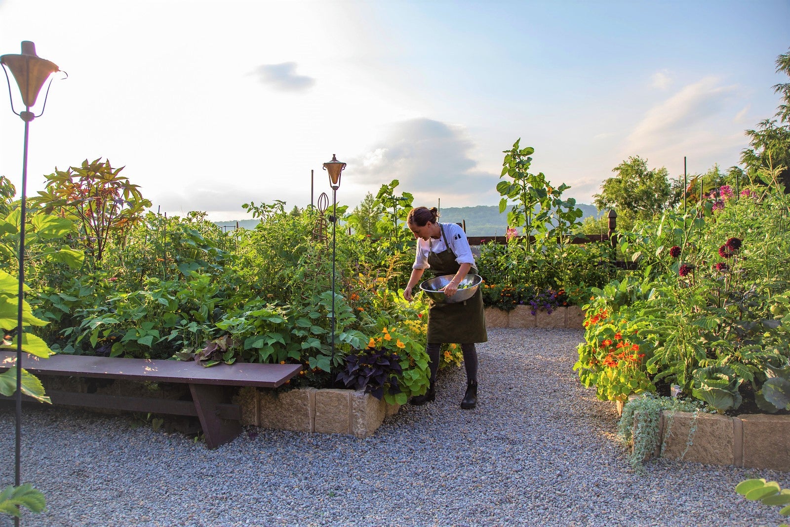 Chef picking fresh ingredients in Chef's Garden