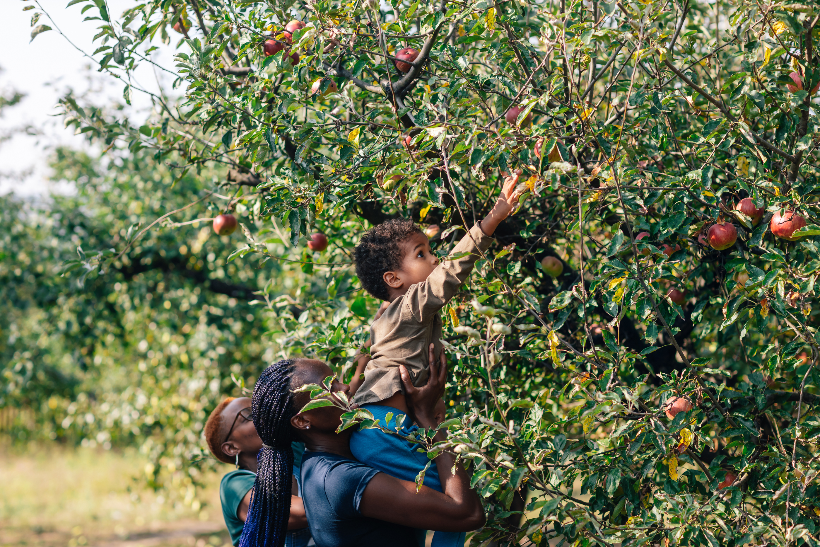Mom lifting young son up to pick an apple