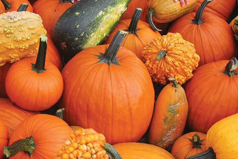 Array of pumpkins