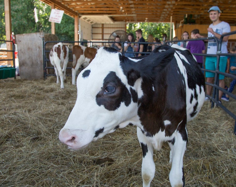 Cow at farm