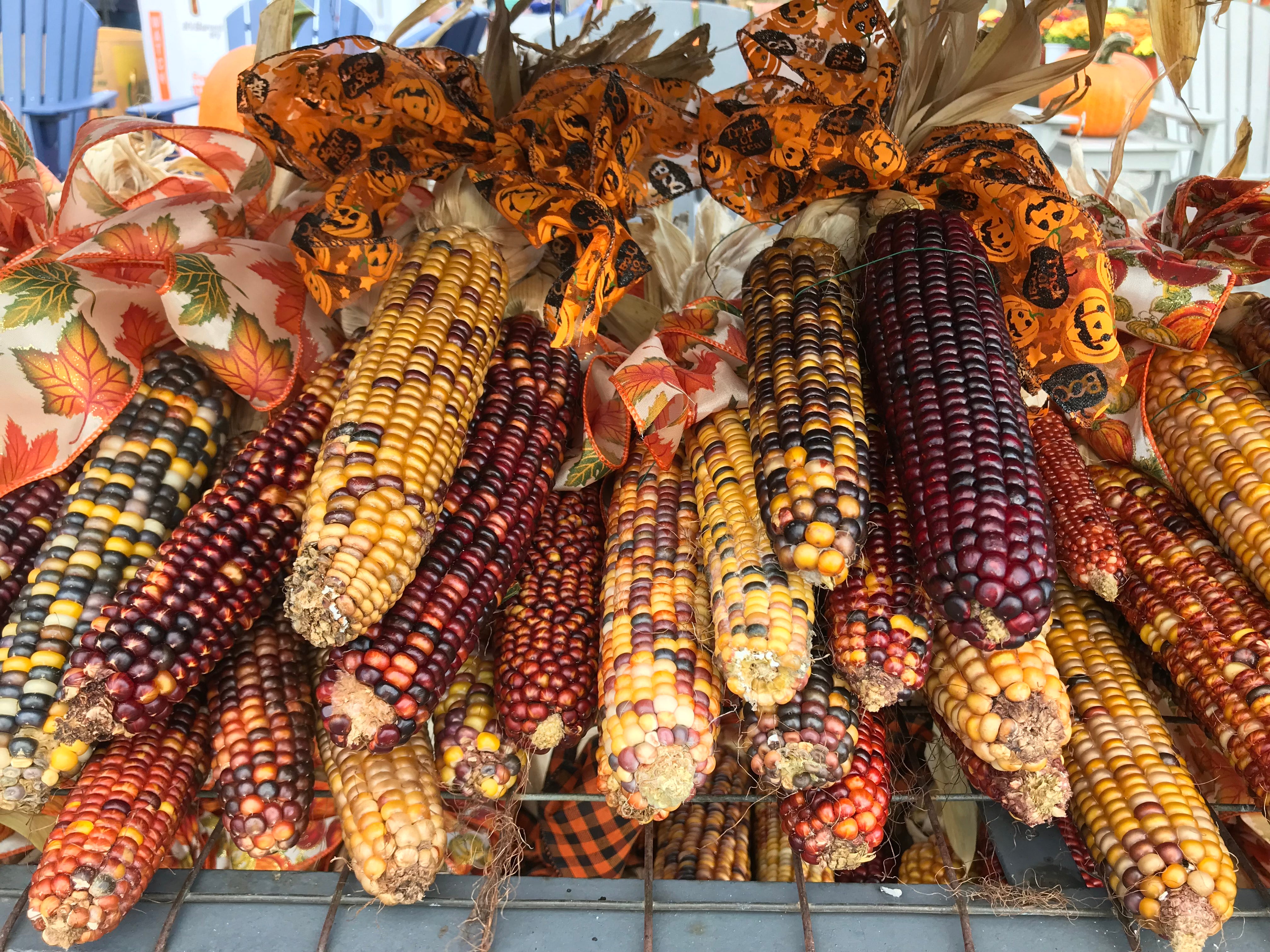 Multicolored corn