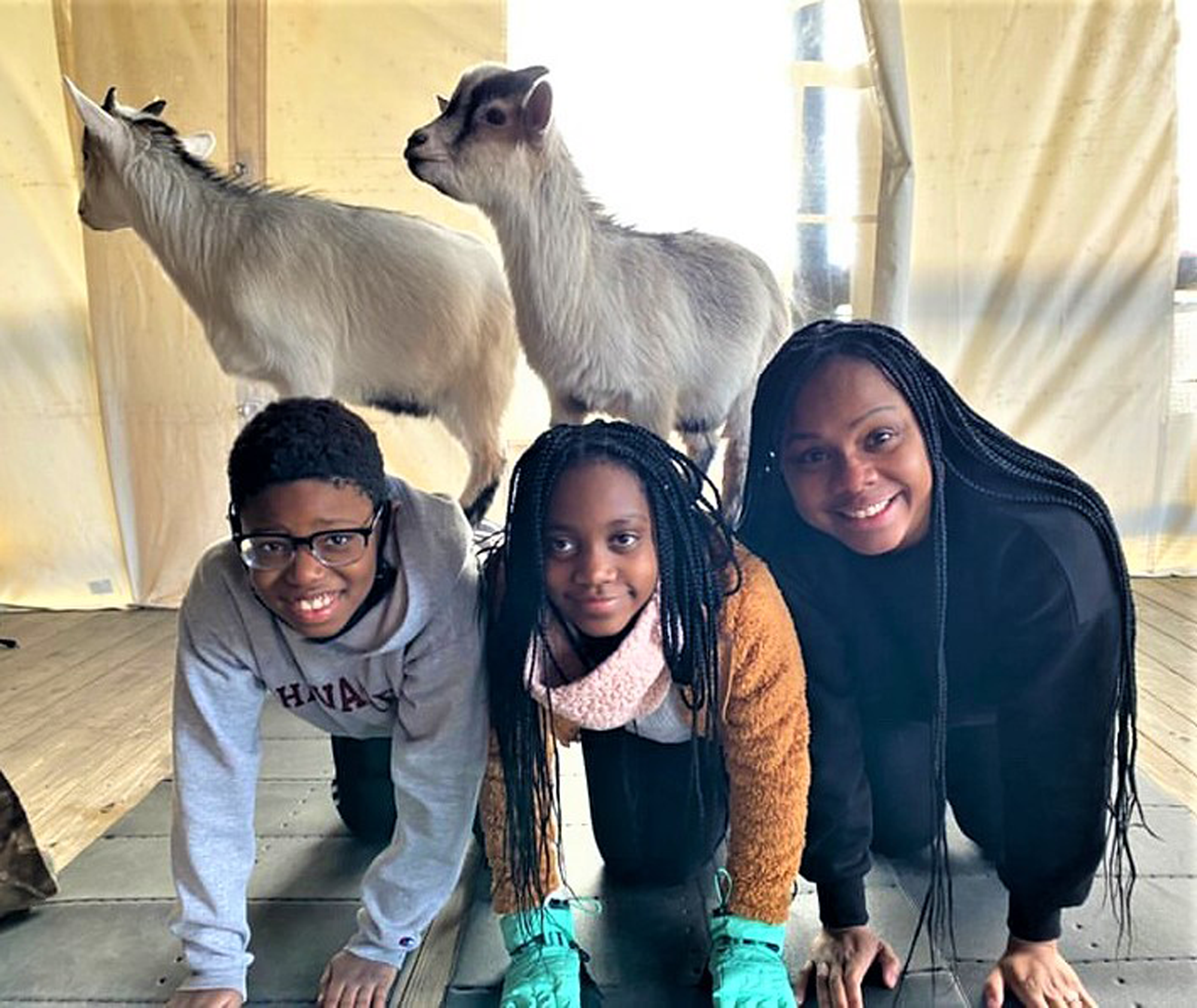Group of people doing yoga with goats.