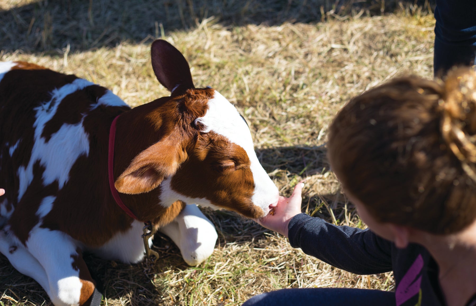 Girl feeding cow