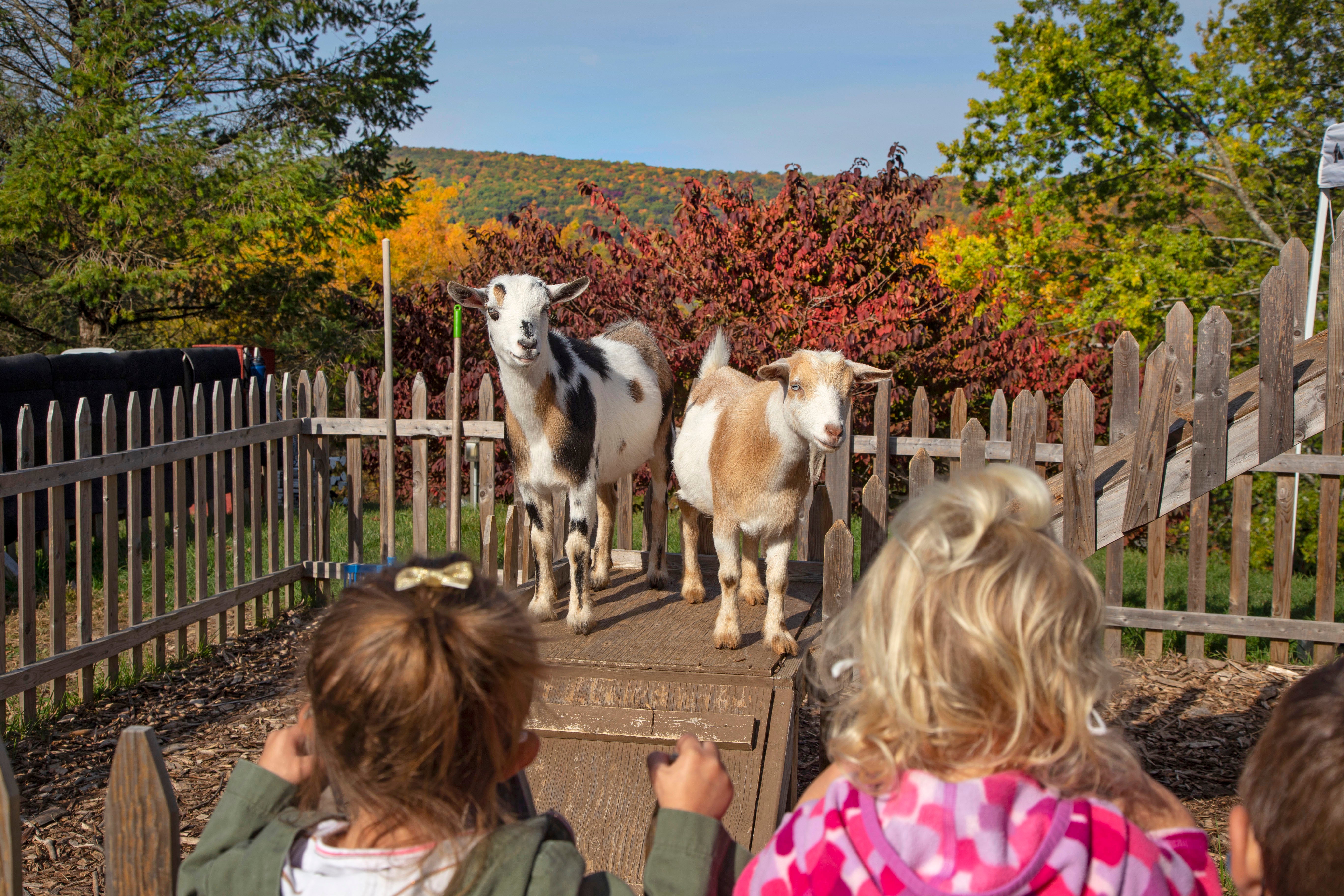 Children looking at goats at the Minerals Petting Zoo