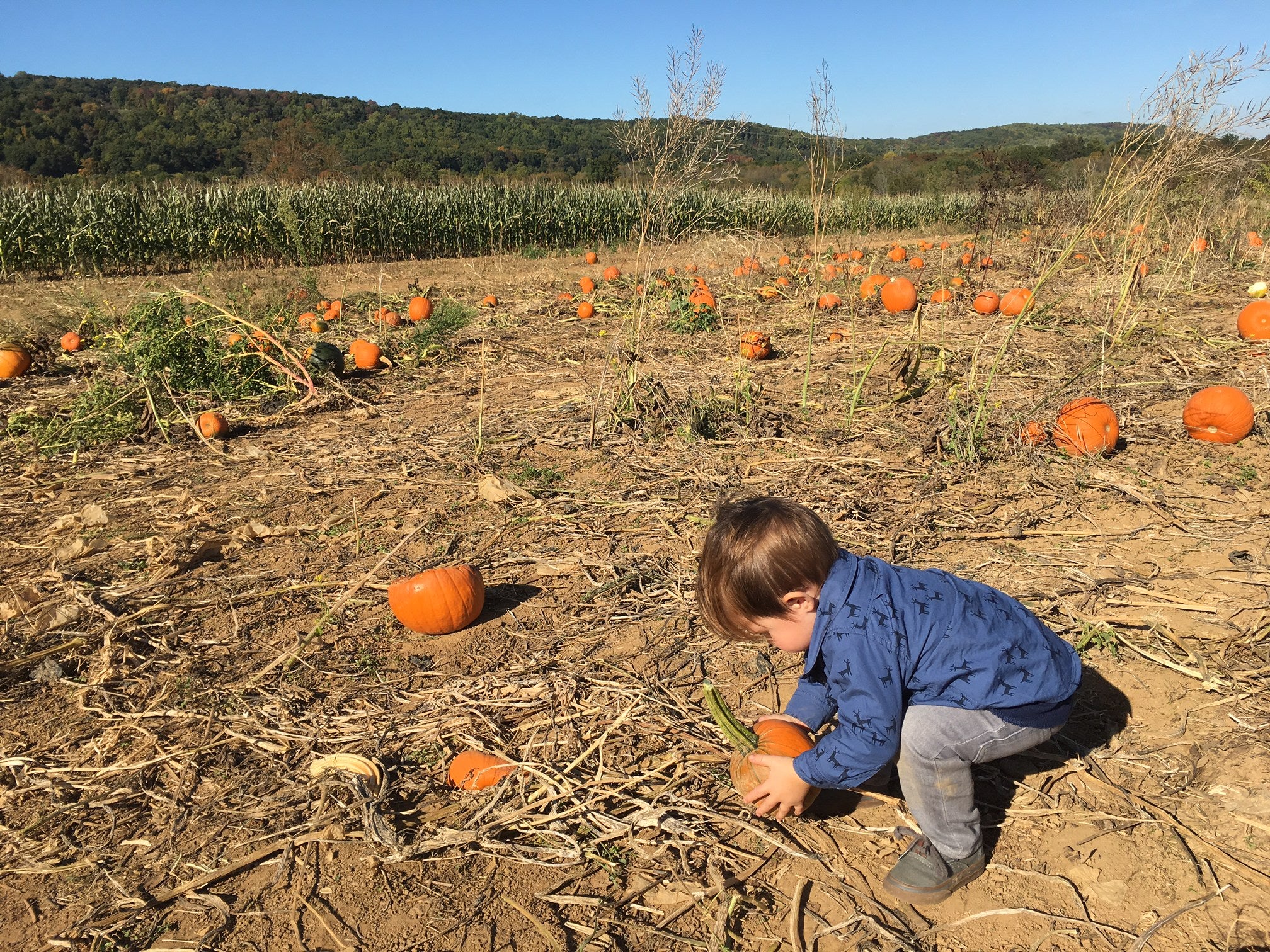 Little boy picking pumpkin at pumpkin patch