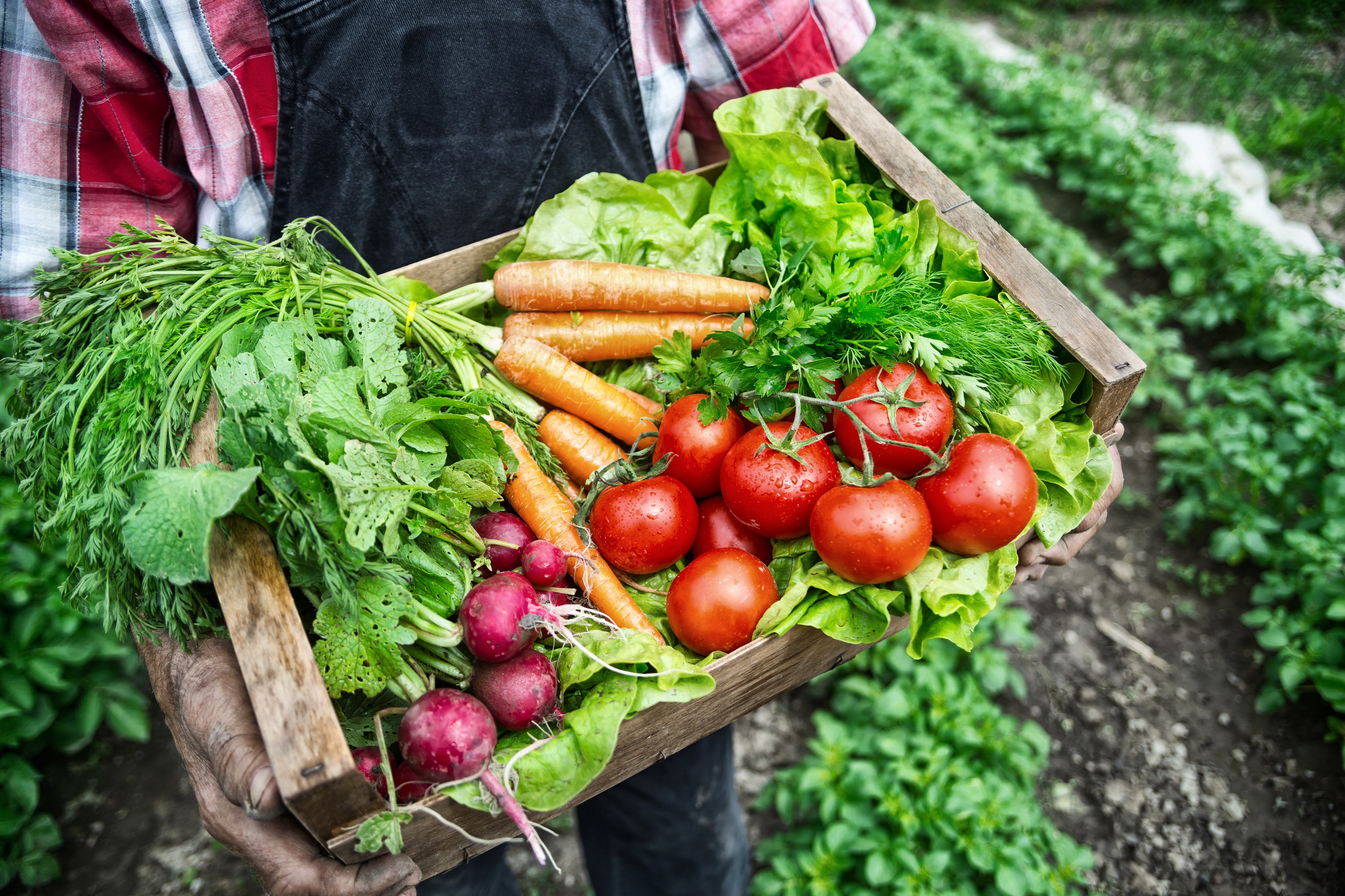 Nutritional Coaching teambuilding activity