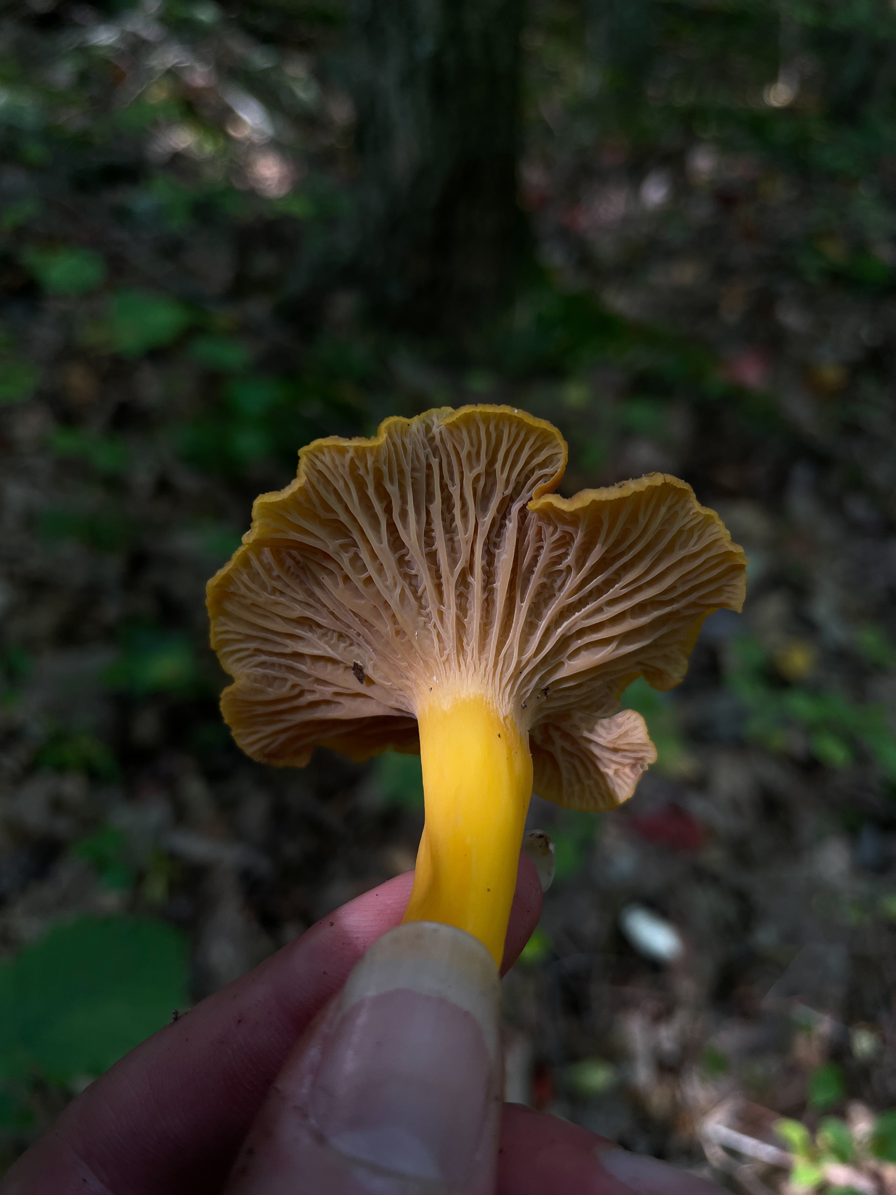 Yellowfoot Flame Colored Chanterelle