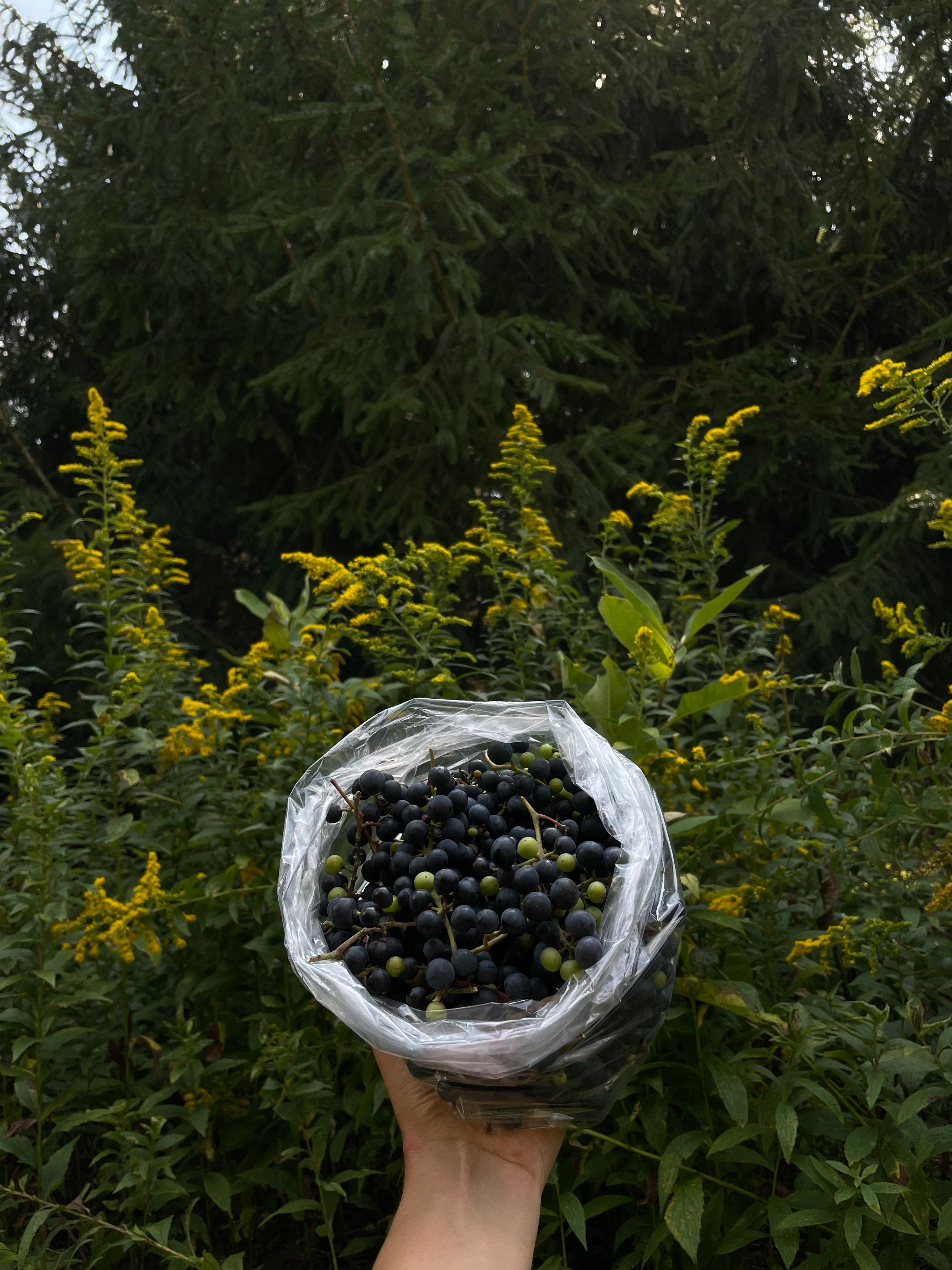 Wild Riverbank Grapes