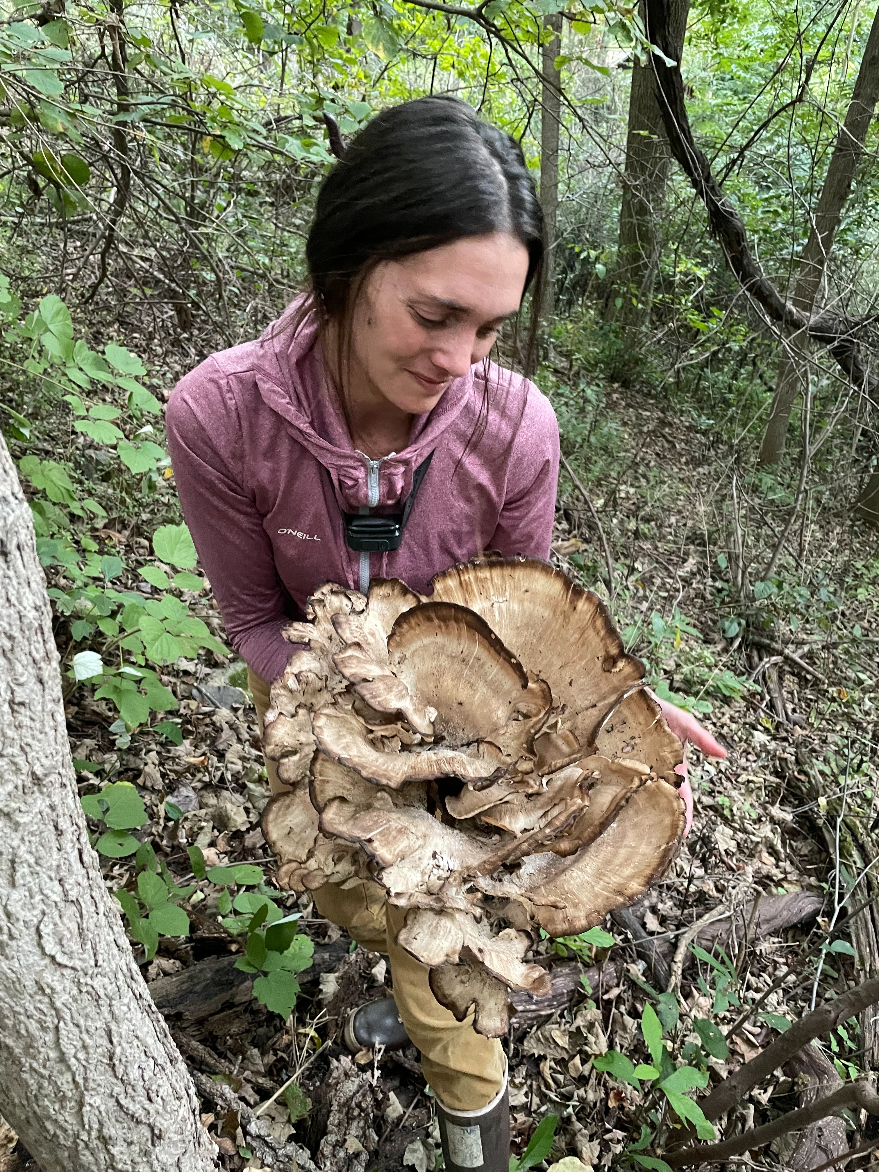 Black Staining Polypore